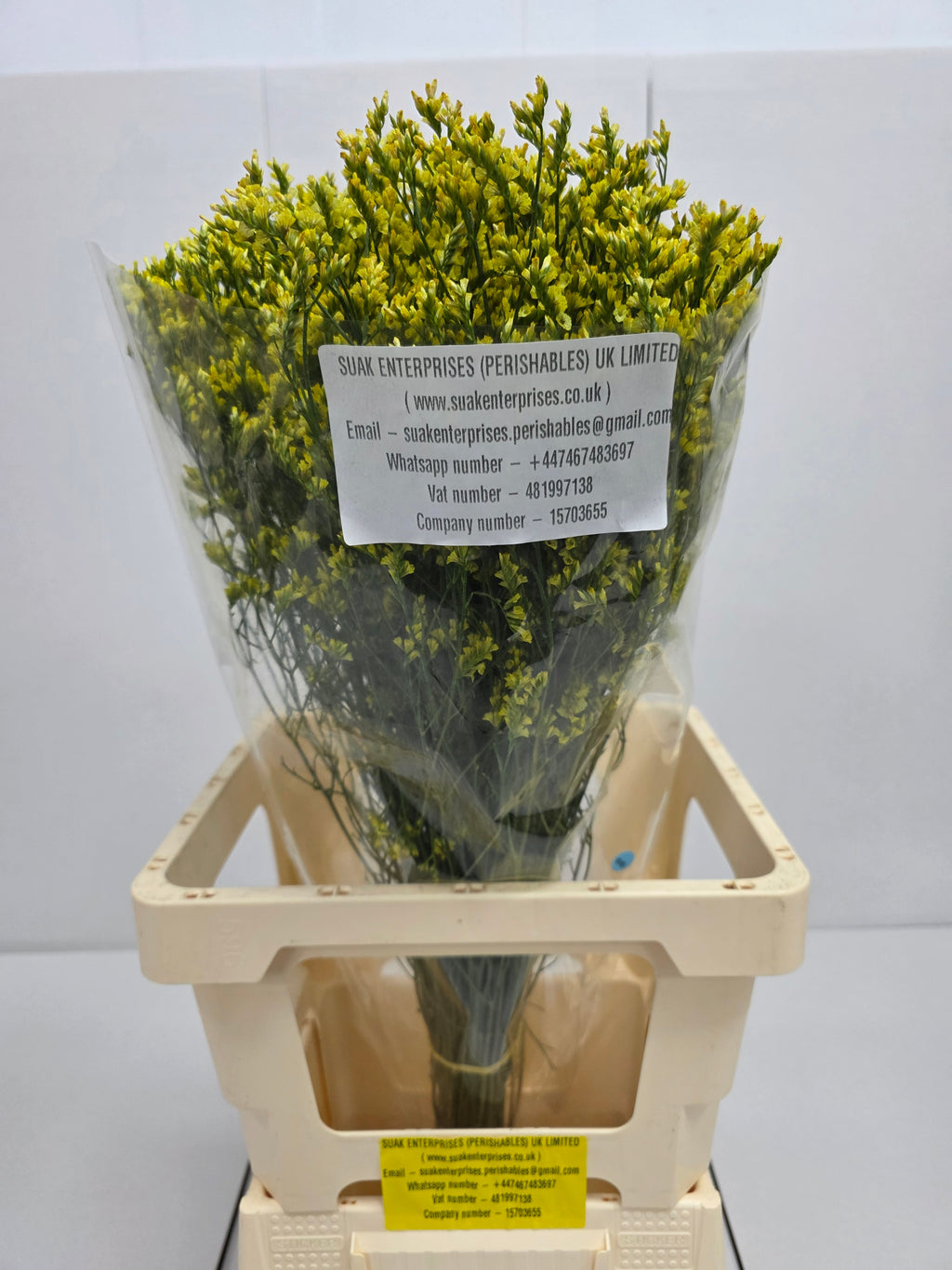 Farm Fresh Limonium Sinuatum China Summer (Bunch of 25 stems, Length 70cm)