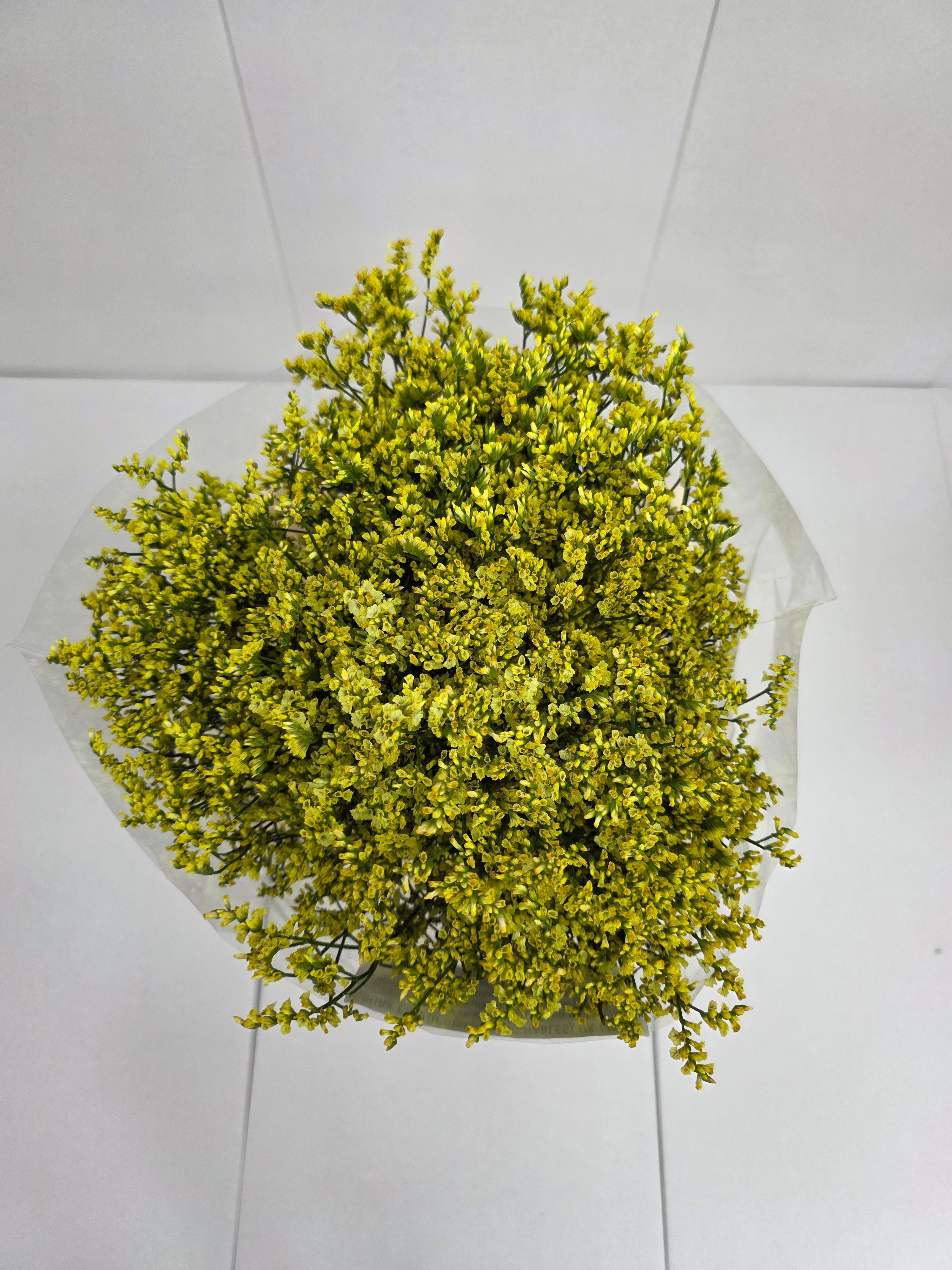 Farm Fresh Limonium Sinuatum China Summer (Bunch of 25 stems, Length 70cm)
