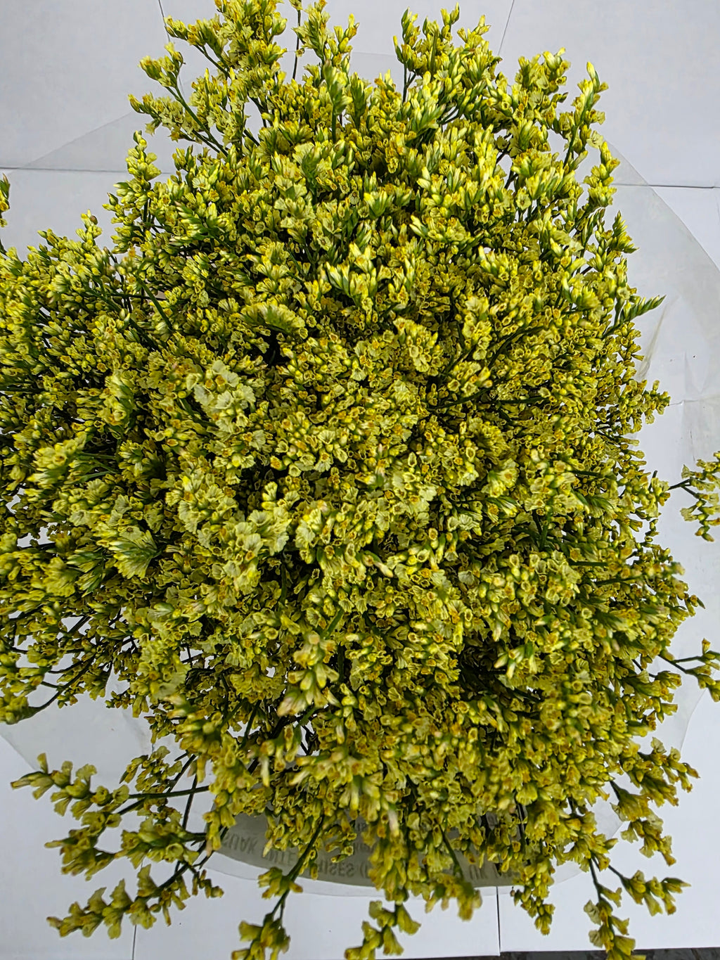 Farm Fresh Limonium Sinuatum China Summer (Bunch of 25 stems, Length 70cm)