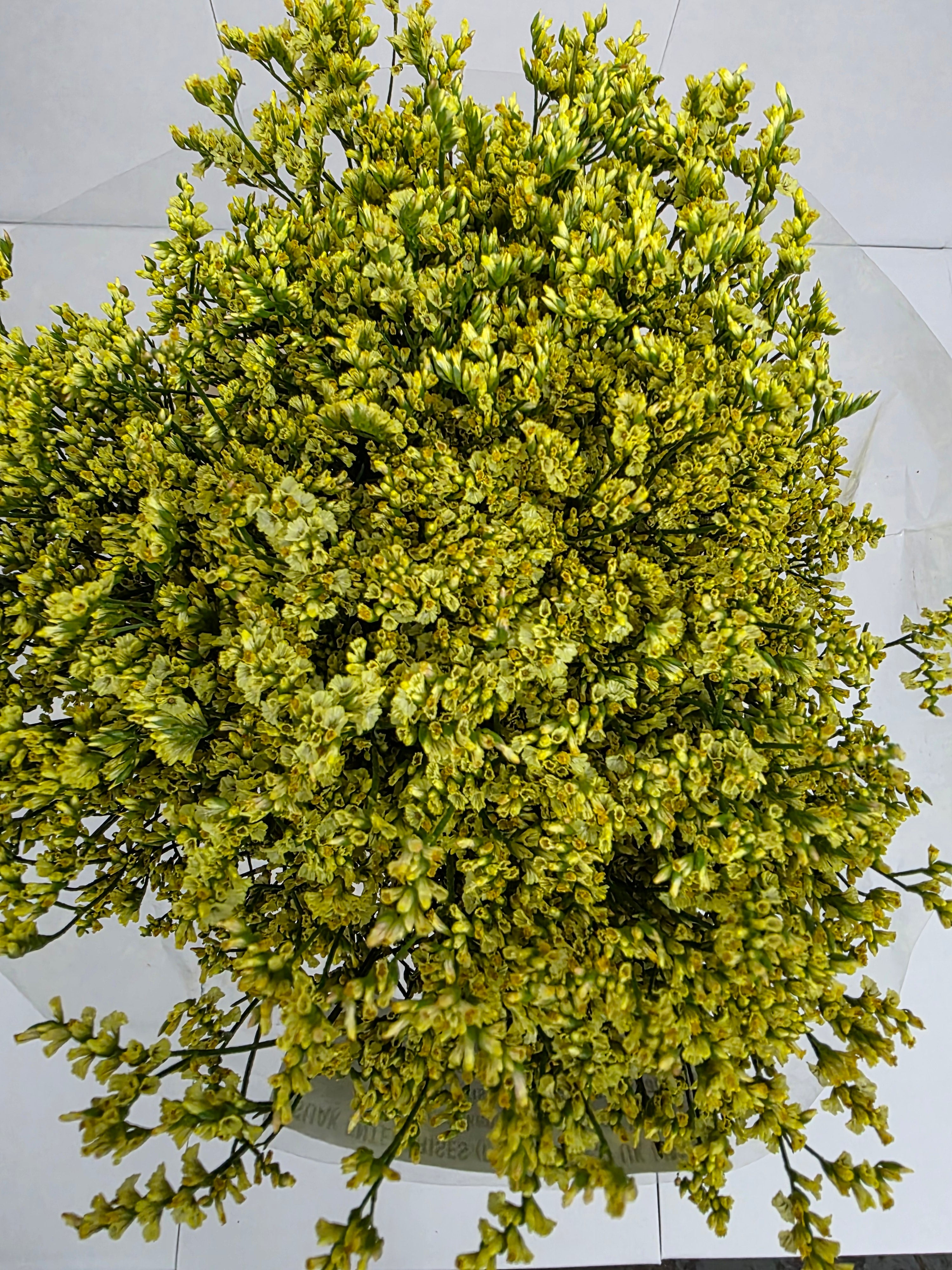 Farm Fresh Limonium Sinuatum China Summer (Bunch of 25 stems, Length 70cm)