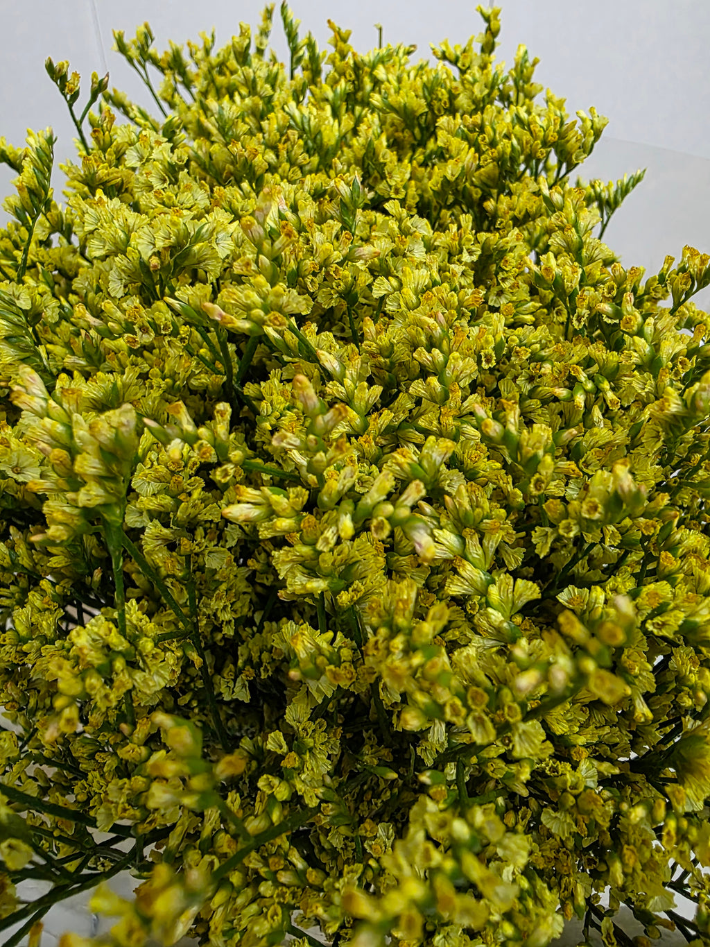Farm Fresh Limonium Sinuatum China Summer (Bunch of 25 stems, Length 70cm)