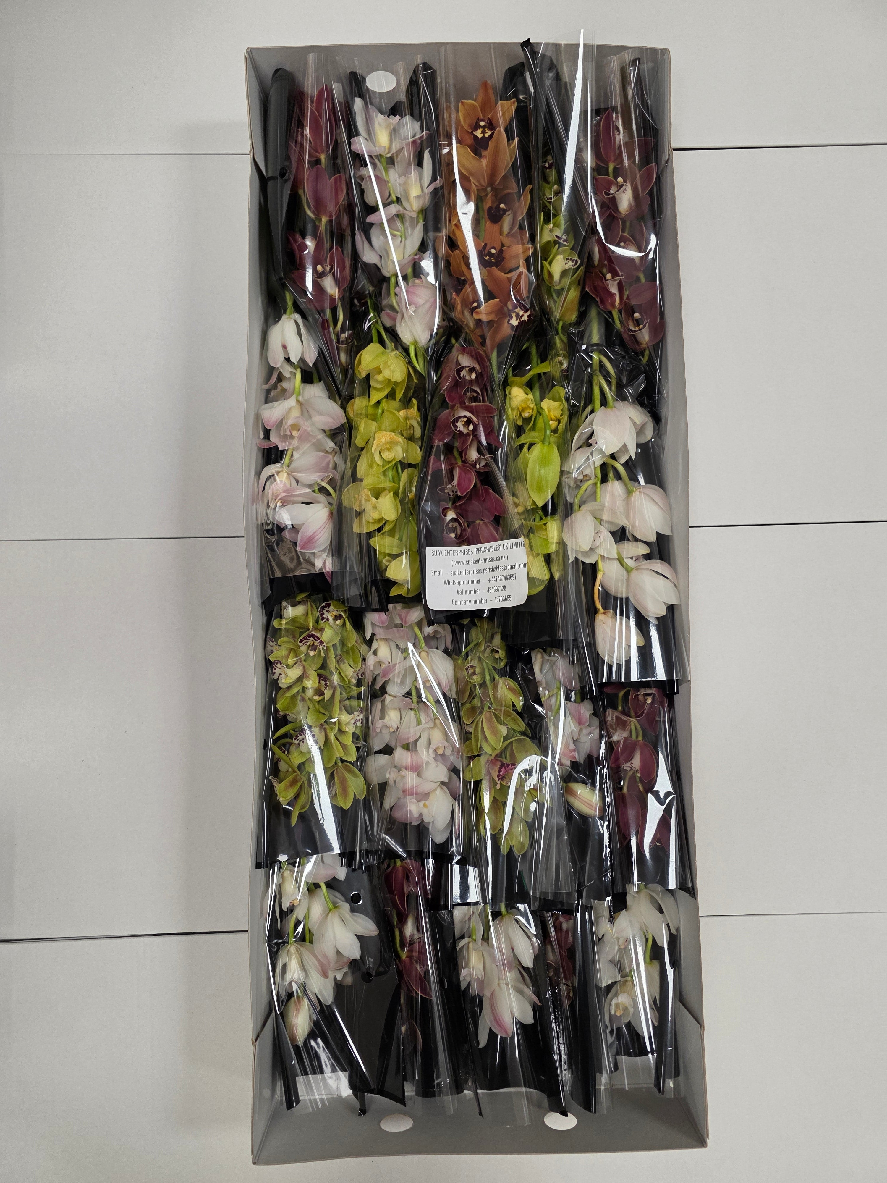 Farm Fresh Orchid/Cymbidium Mini Gemengd By Box ( Box of 20 Stems, Length -40cm )