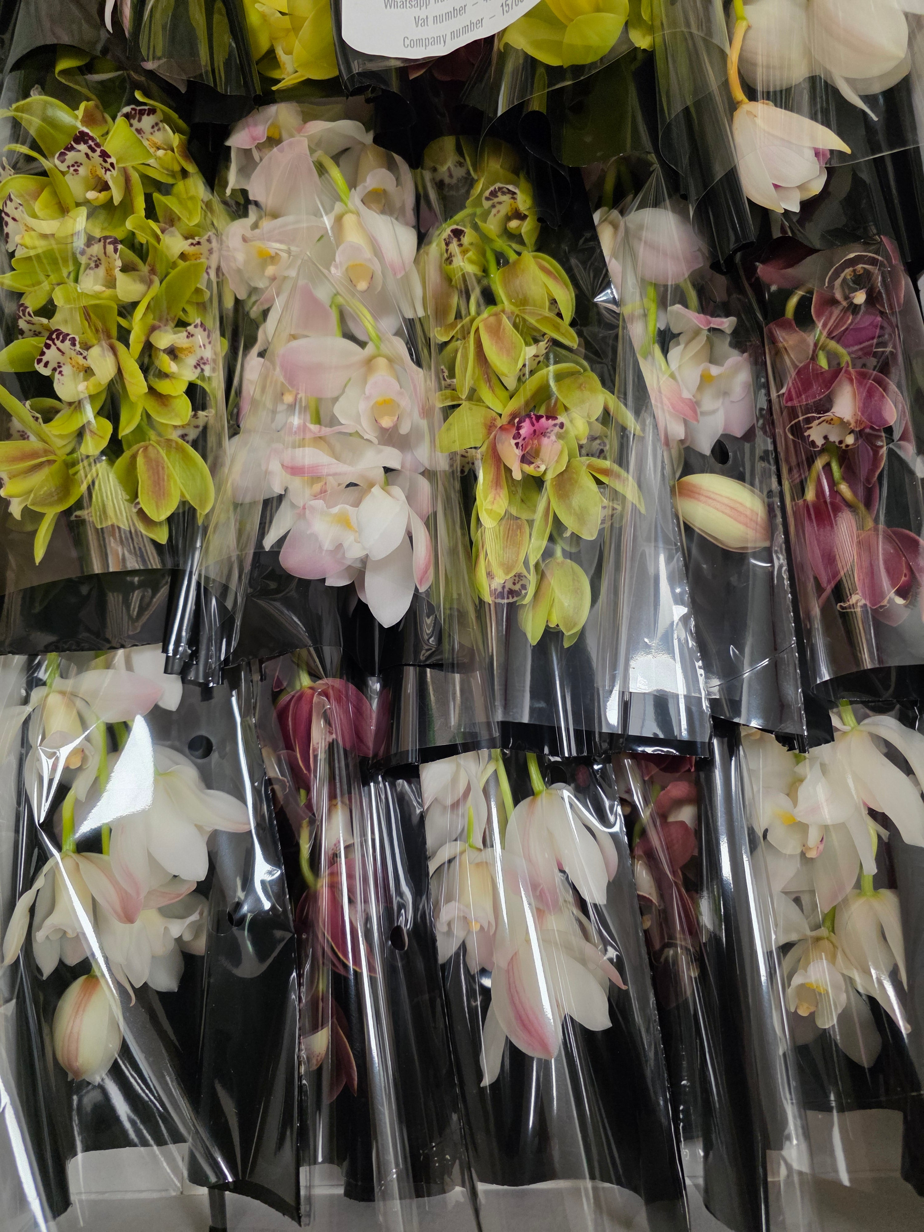 Farm Fresh orchid/Cymbidium Mi Gemengd By Box (Box of 20 stems, Length 50cm)