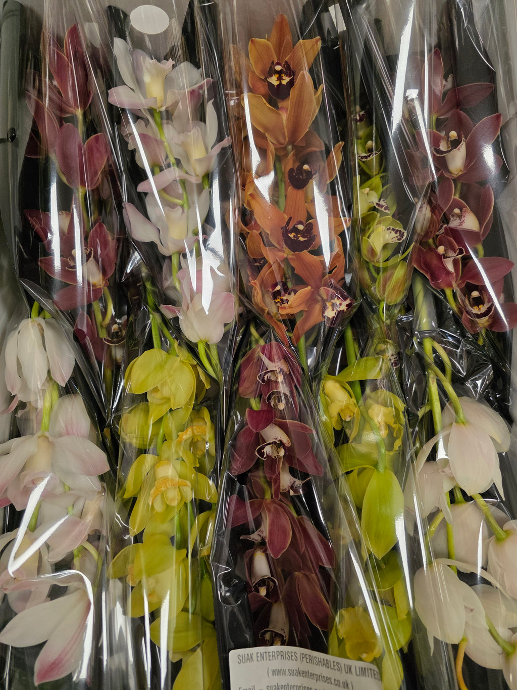 Farm Fresh orchid/Cymbidium Mi Gemengd By Box (Box of 20 stems, Length 50cm)