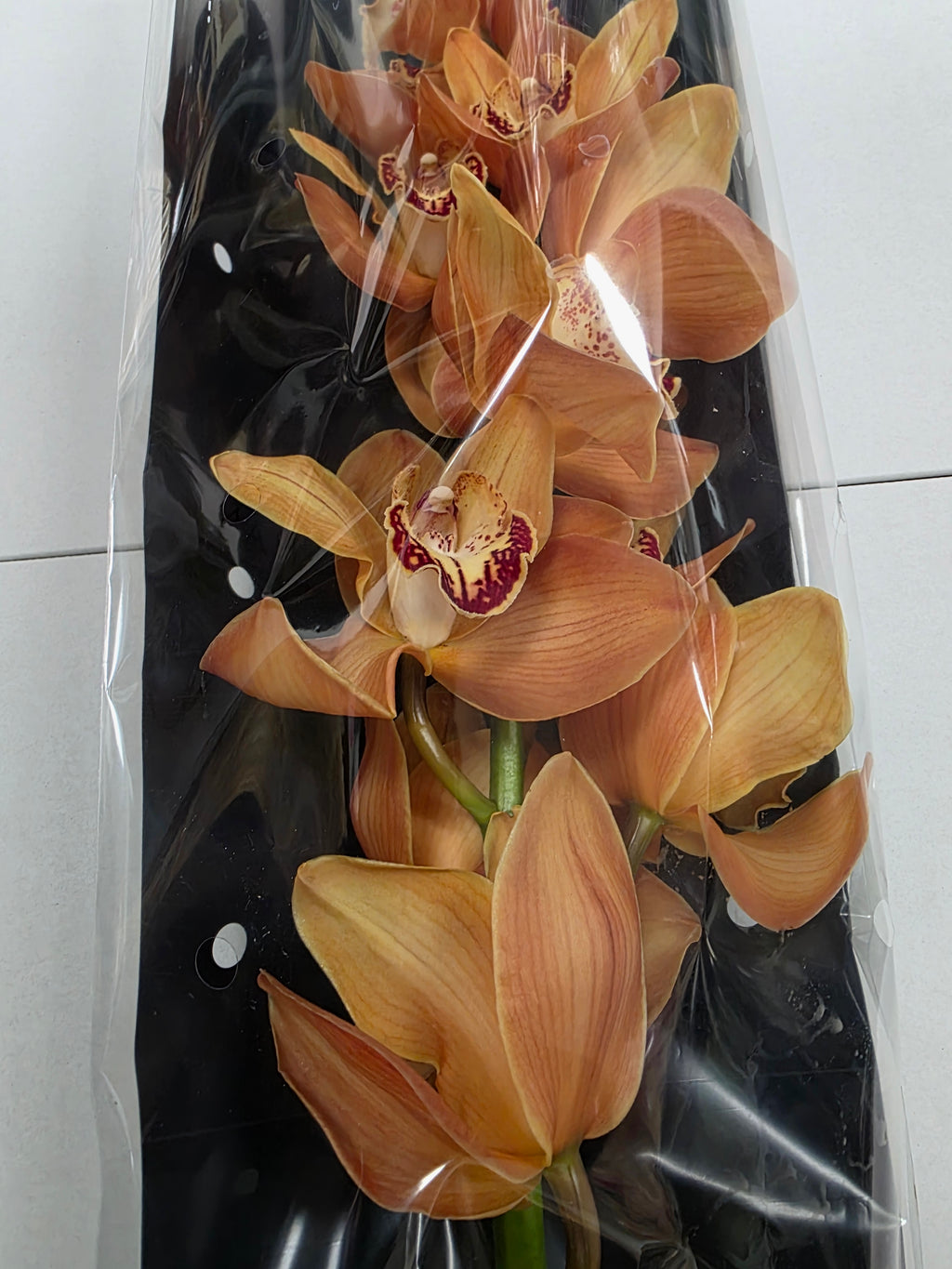 Farm Fresh Orchid/Cymbidium Tak Arancia (Bunch of 1 stems, Length 80cm)