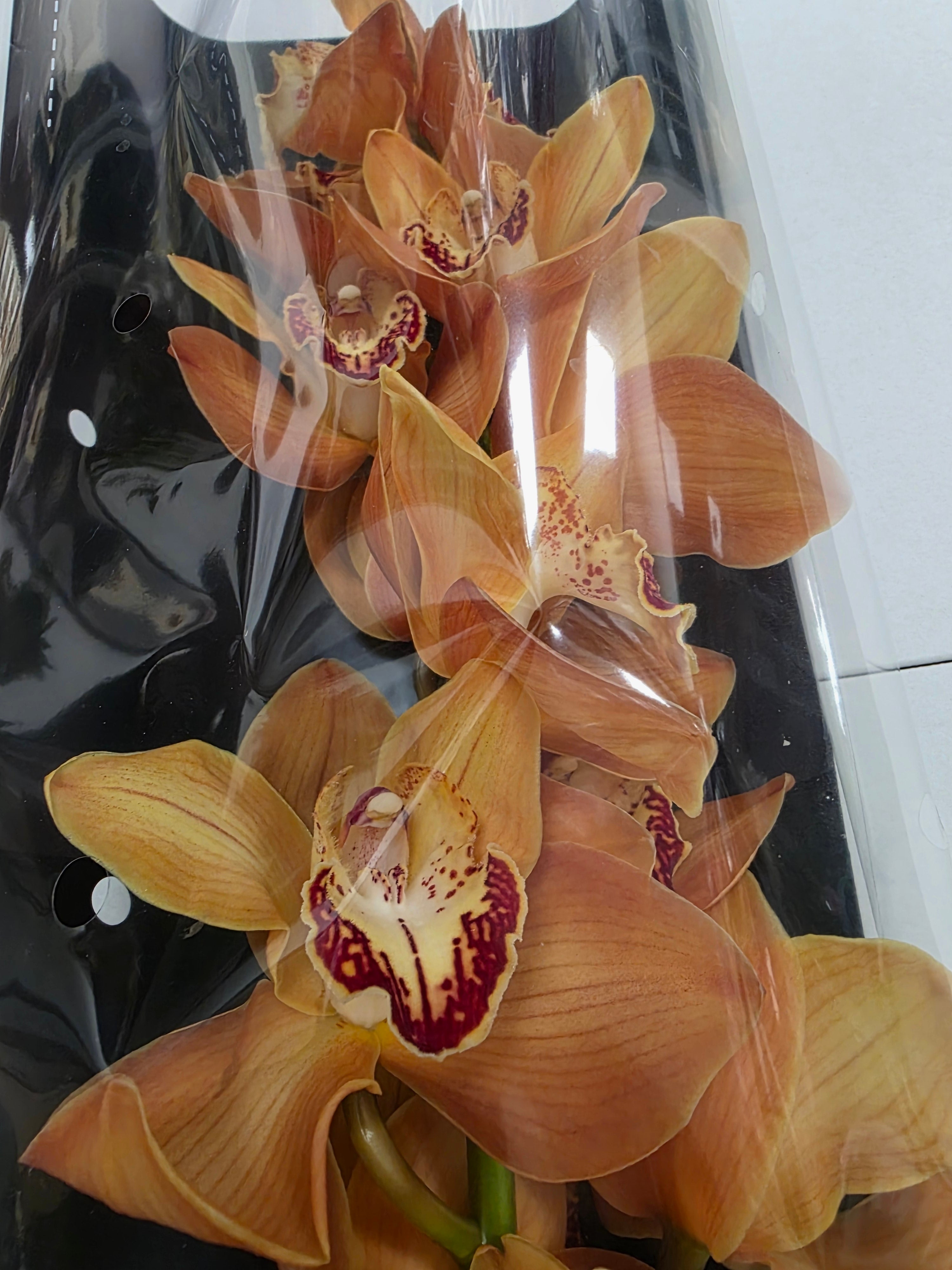 Farm Fresh Orchid/Cymbidium Tak Arancia (Bunch of 1 stems, Length 80cm)