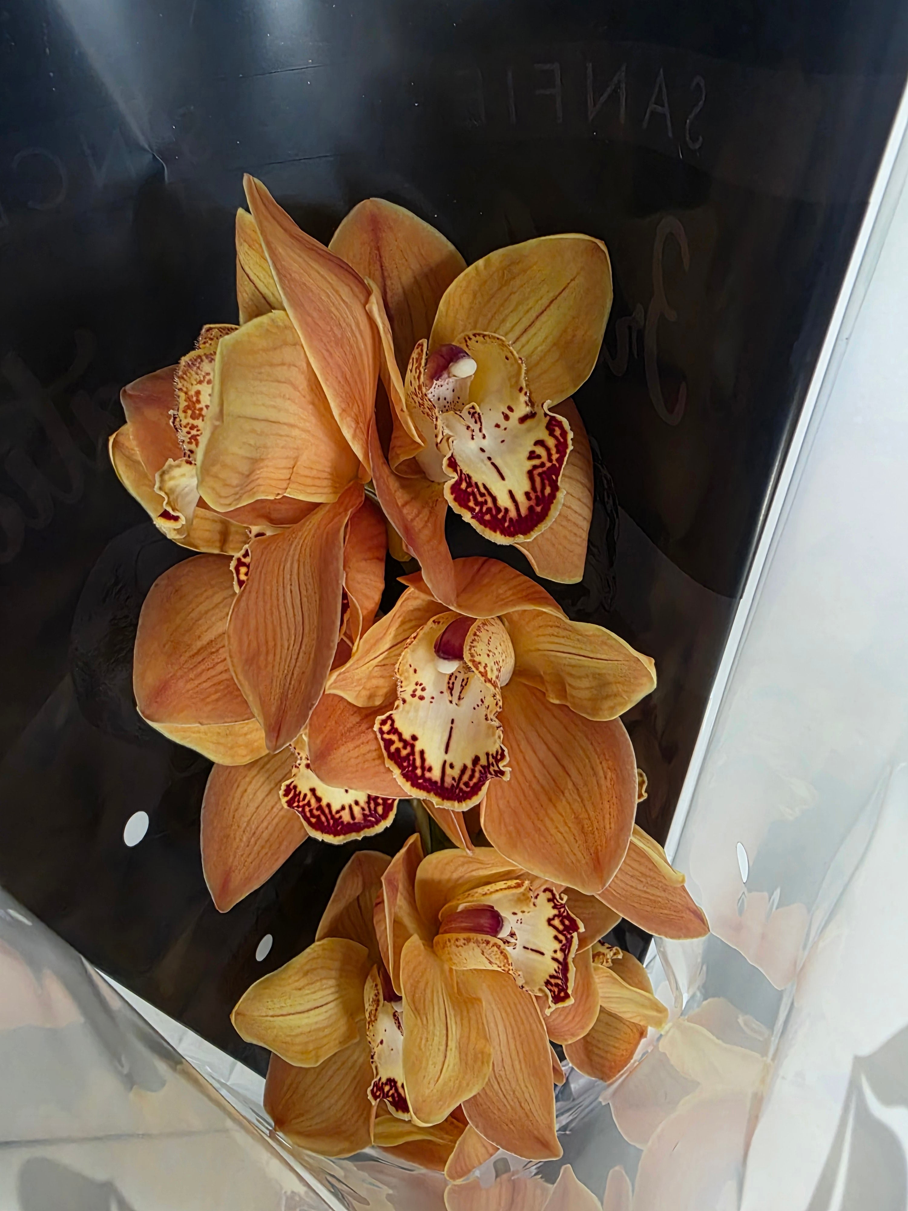Farm Fresh Orchid/Cymbidium Tak Arancia (Bunch of 1 stems, Length 80cm)