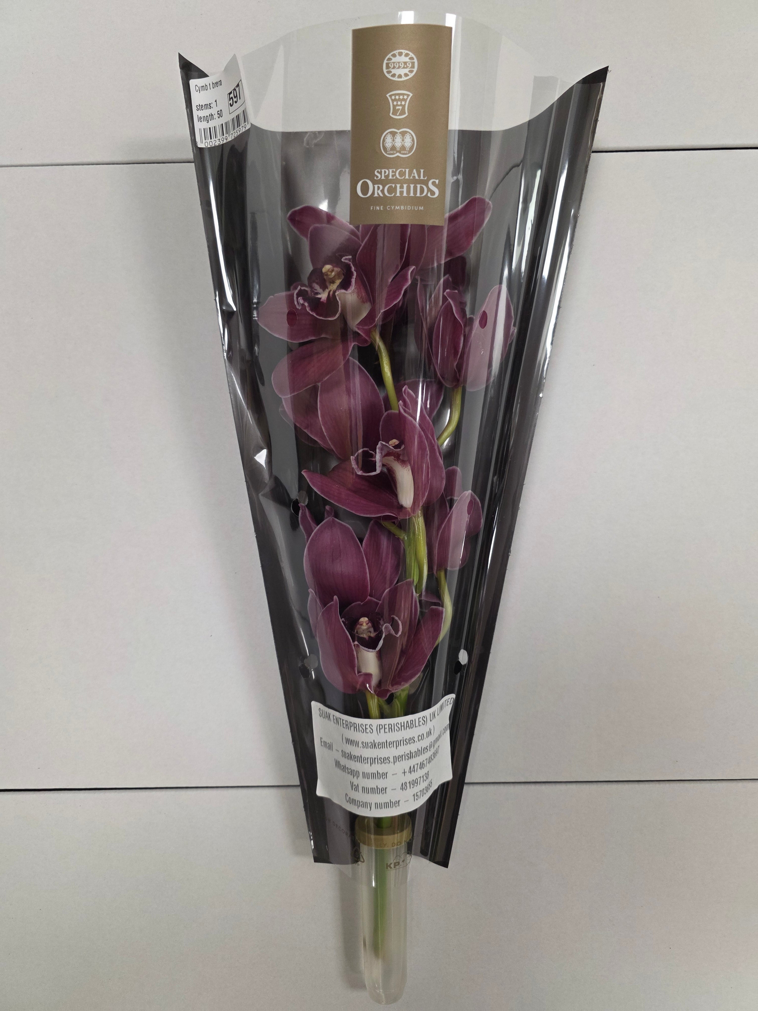Farm Fresh Orchid/Cymbidium Tak Brera (Bunch of 1 stems, Length 50cm)