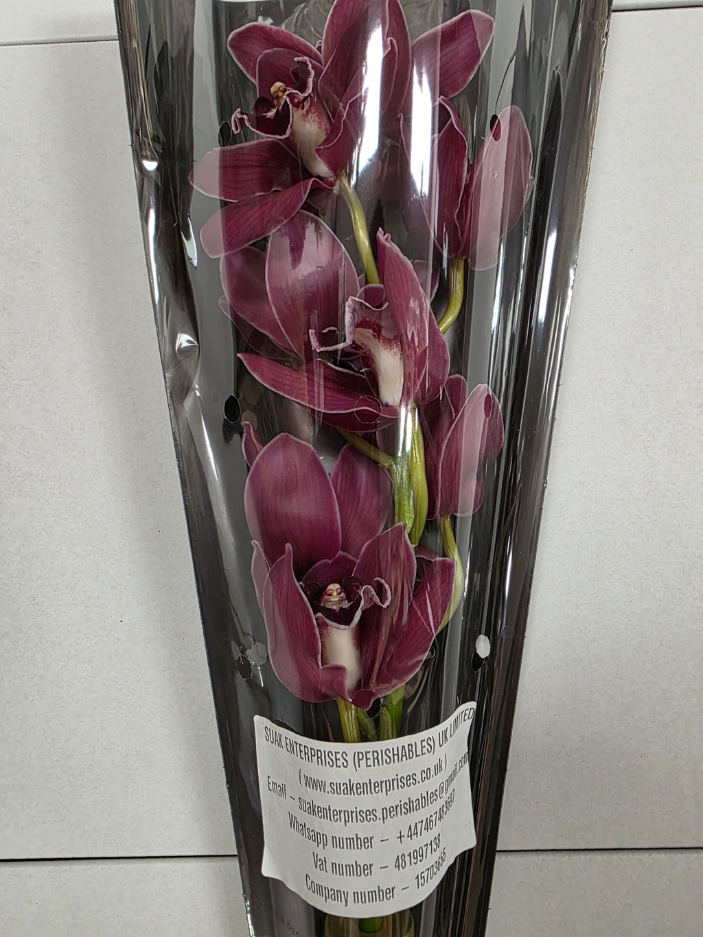 Farm Fresh Orchid/Cymbidium Tak Brera (Bunch of 1 stems, Length 50cm)