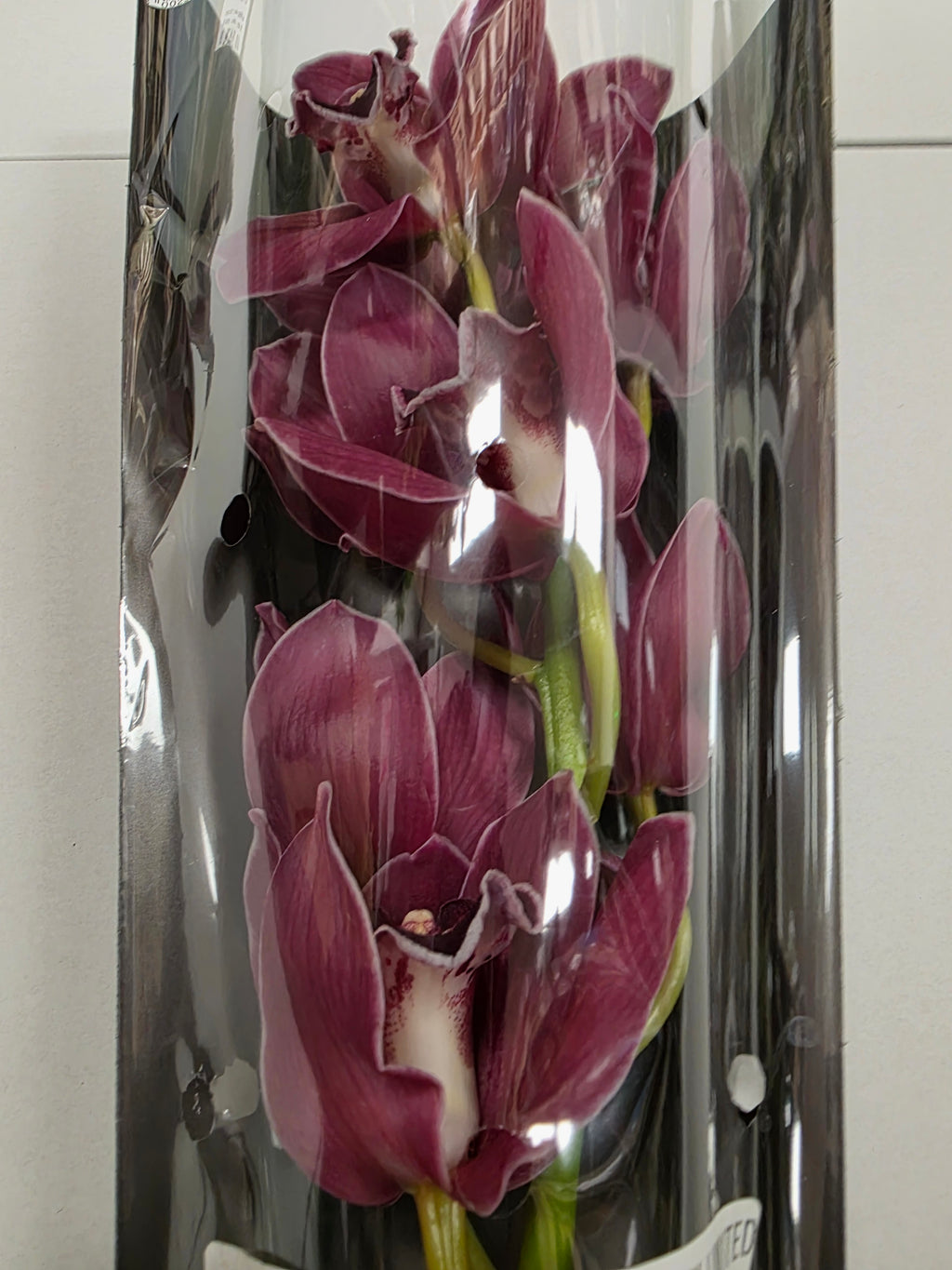 Farm Fresh Orchid/Cymbidium Tak Brera (Bunch of 1 stems, Length 50cm)