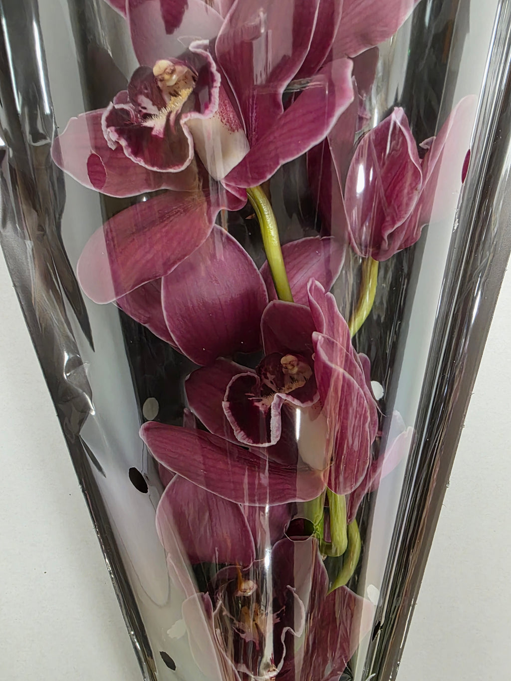 Farm Fresh Orchid/Cymbidium Tak Brera (Bunch of 1 stems, Length 50cm)