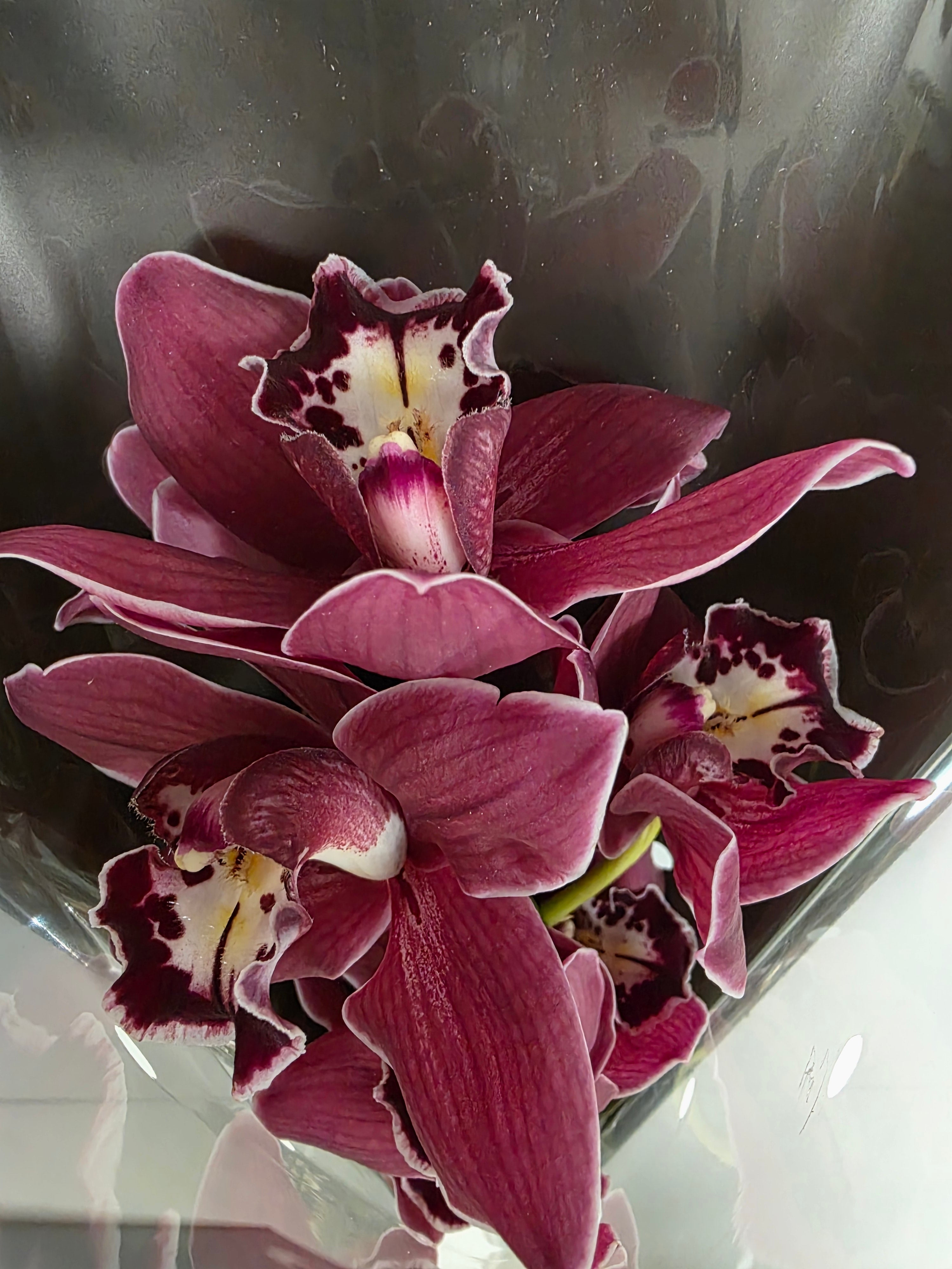 Farm Fresh Orchid/Cymbidium Tak Brera (Bunch of 1 stems, Length 50cm)