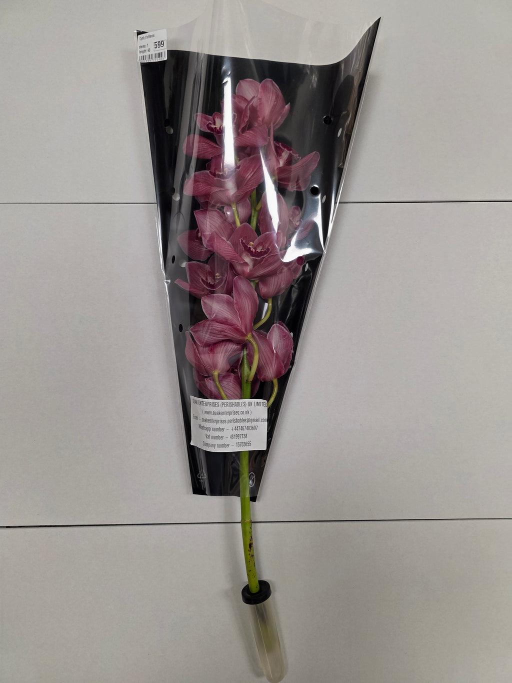 Farm Fresh Orchid/Cymbidium Tak Brilliance (Bunch of 1 stems, Length 60cm)