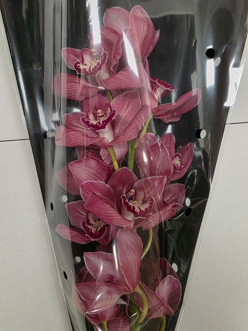Farm Fresh Orchid/Cymbidium Tak Brilliance (Bunch of 1 stems, Length 60cm)
