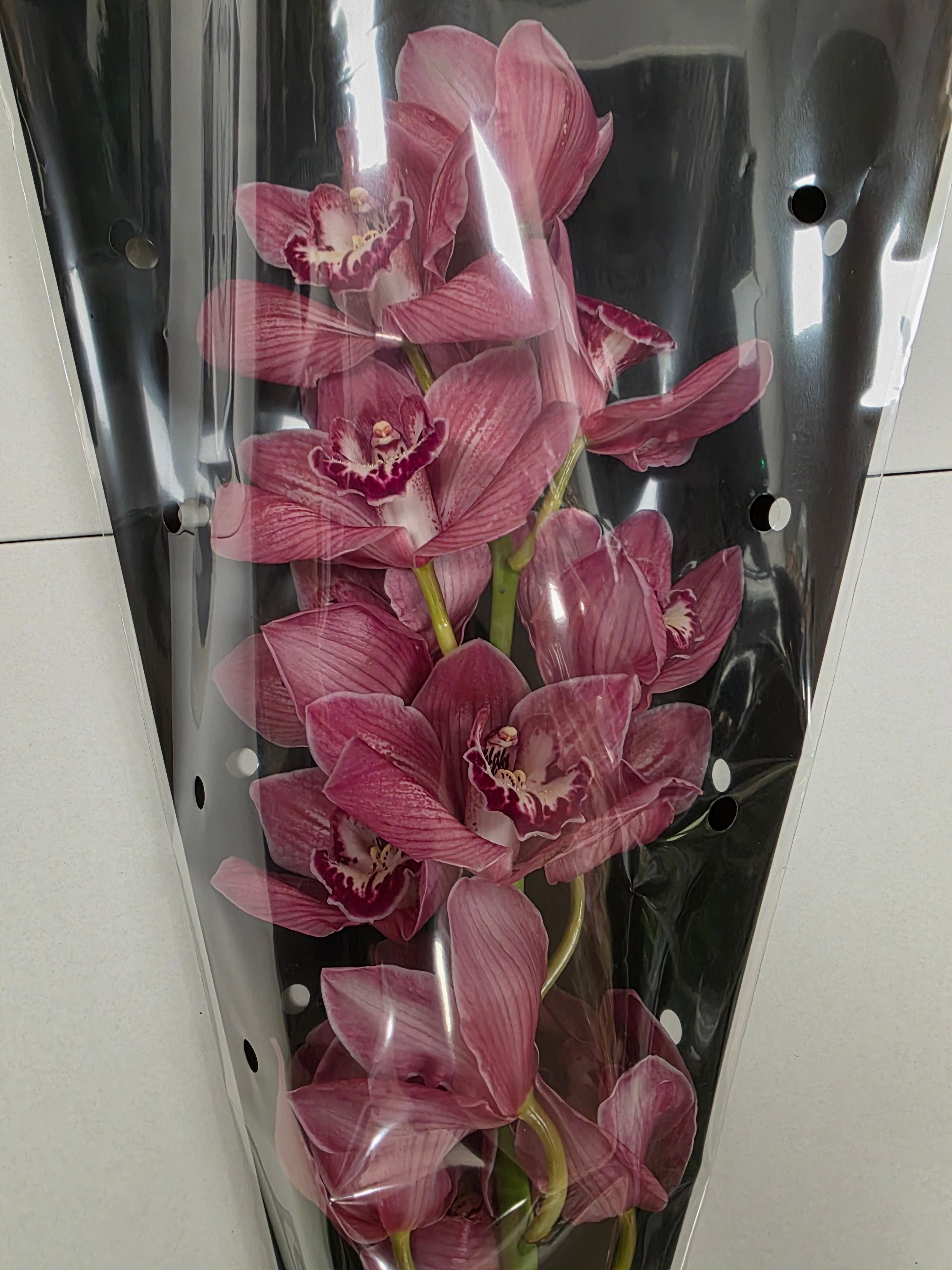 Farm Fresh Orchid/Cymbidium Tak Brilliance (Bunch of 1 stems, Length 60cm)