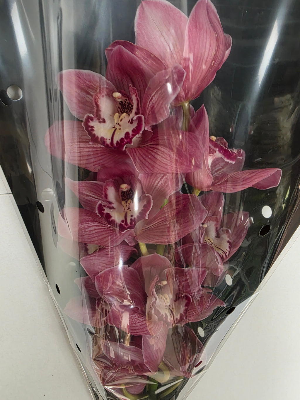 Farm Fresh Orchid/Cymbidium Tak Brilliance (Bunch of 1 stems, Length 60cm)