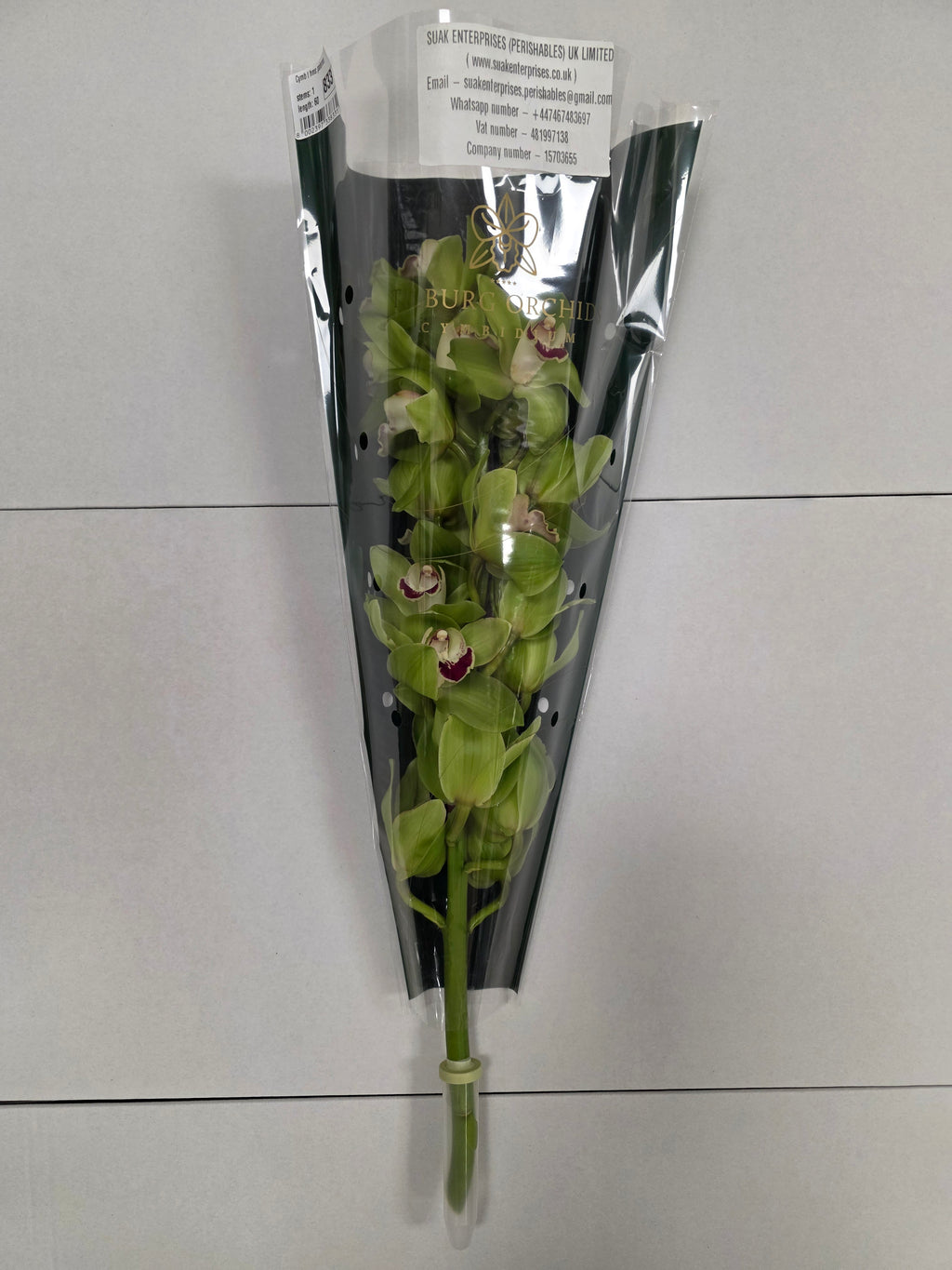 Farm Fresh Orchid/Cymbidium Tak Hms Palermo (Bunch of 1 stems, Length 60cm)