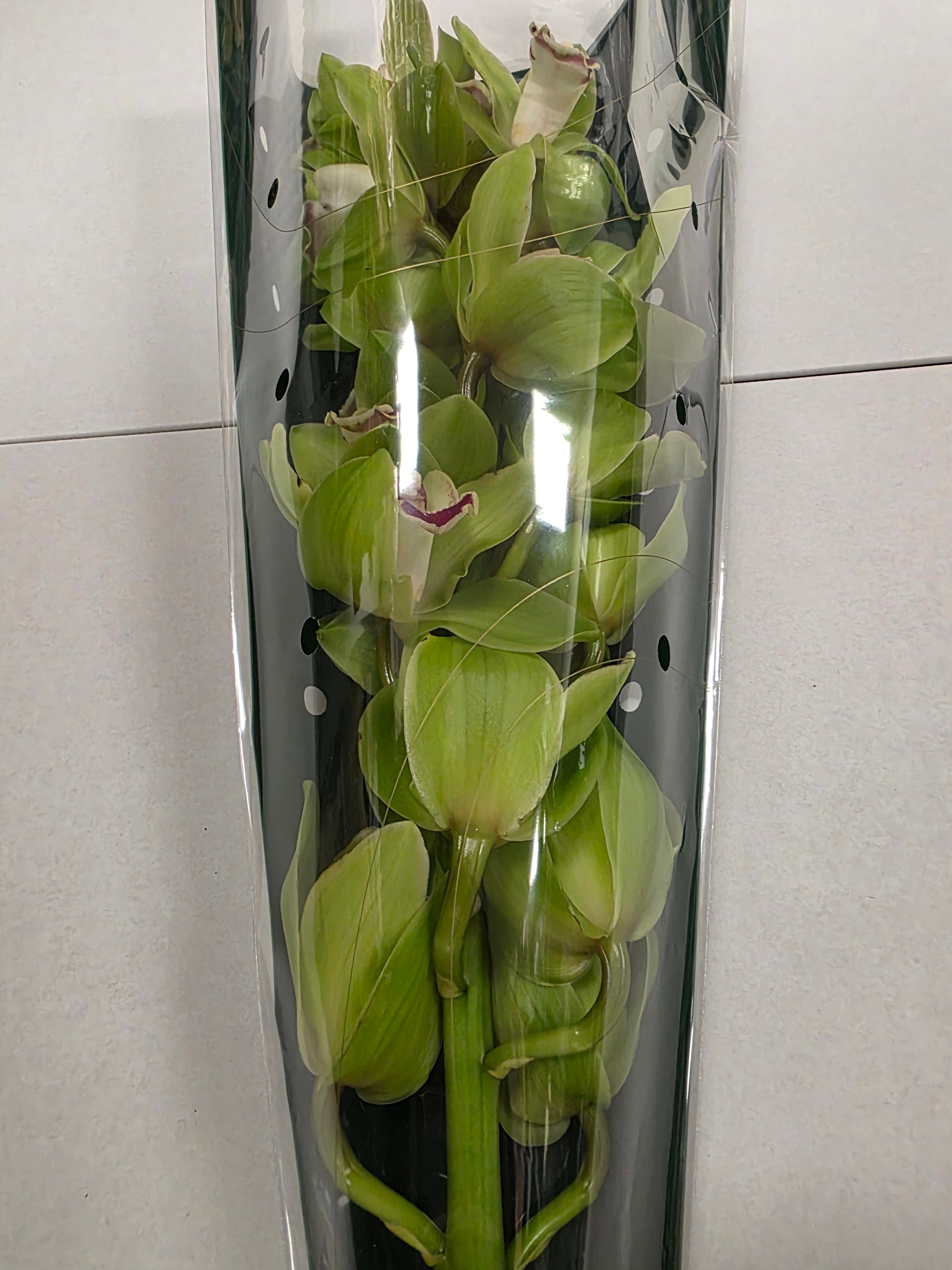 Farm Fresh Orchid/Cymbidium Tak Hms Palermo (Bunch of 1 stems, Length 60cm)
