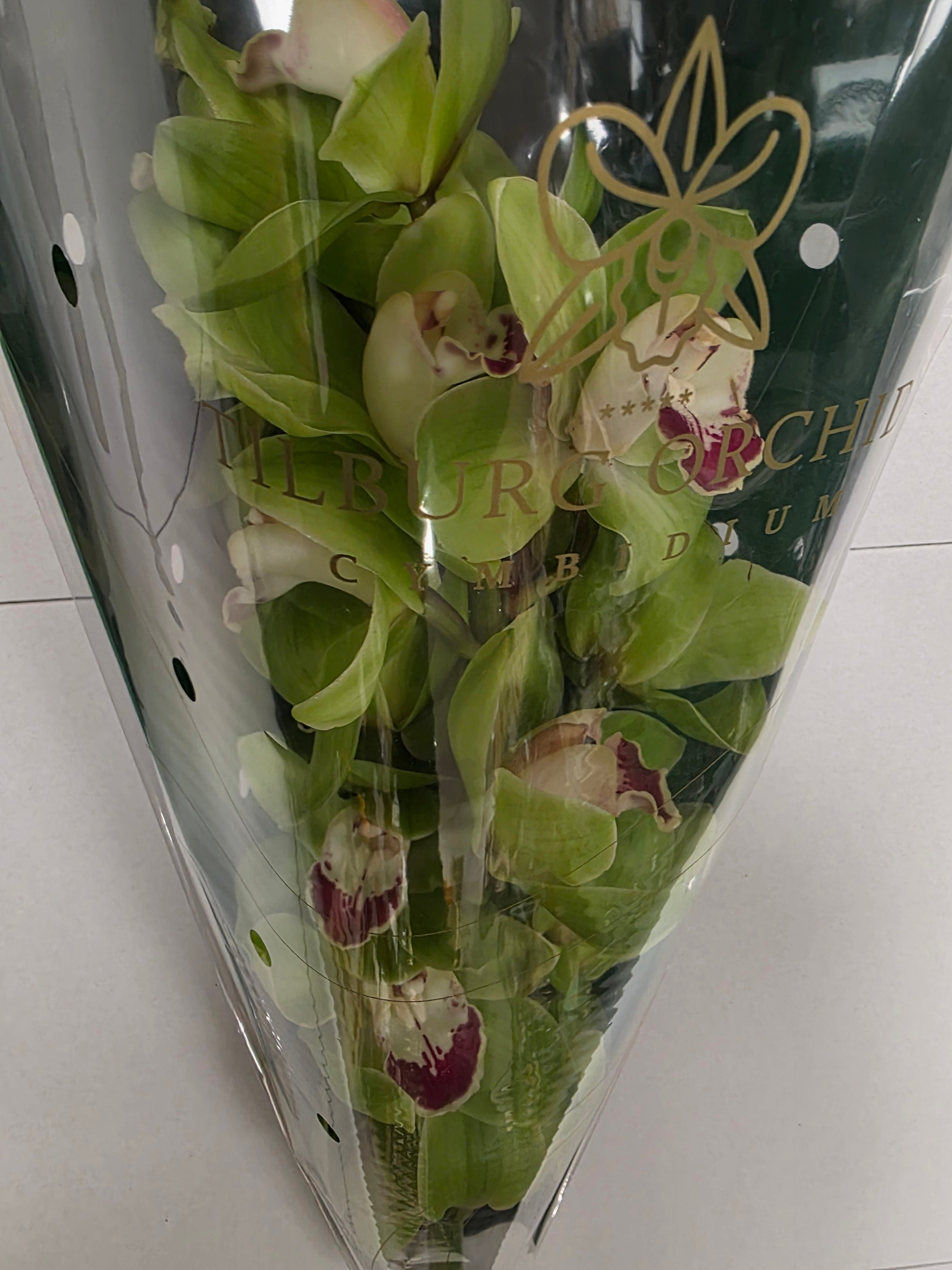 Farm Fresh Orchid/Cymbidium Tak Hms Palermo (Bunch of 1 stems, Length 60cm)