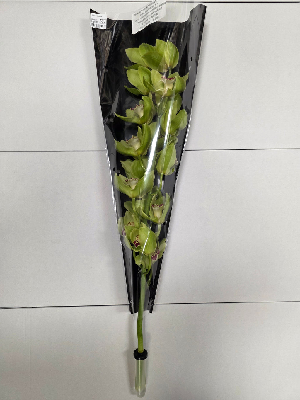 Farm Fresh Orchid/Cymbidium Tak Mrs Maxima (Bunch of 1 stems, Length 80cm)