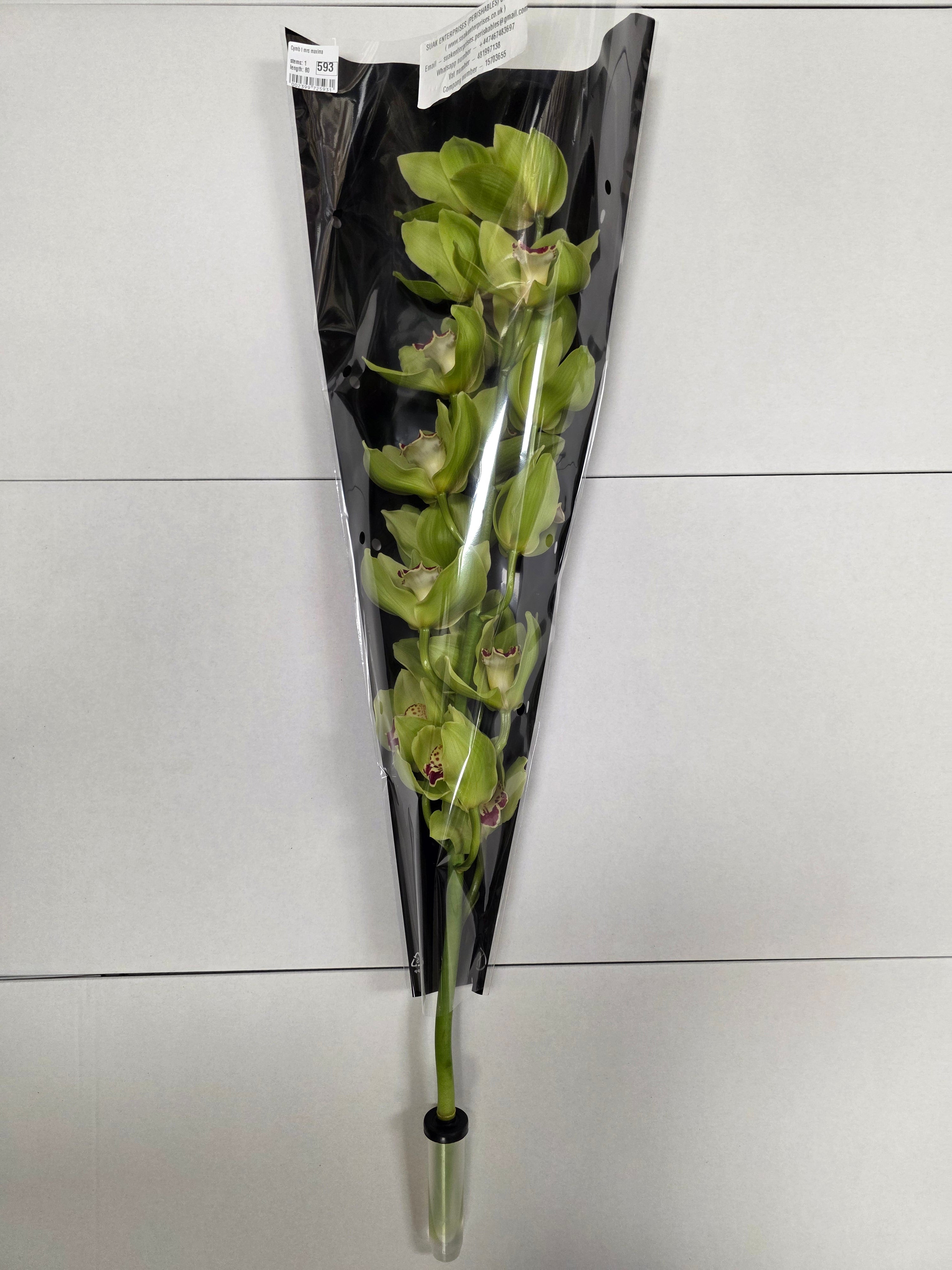 Farm Fresh Orchid/Cymbidium Tak Mrs Maxima (Bunch of 1 stems, Length 80cm)