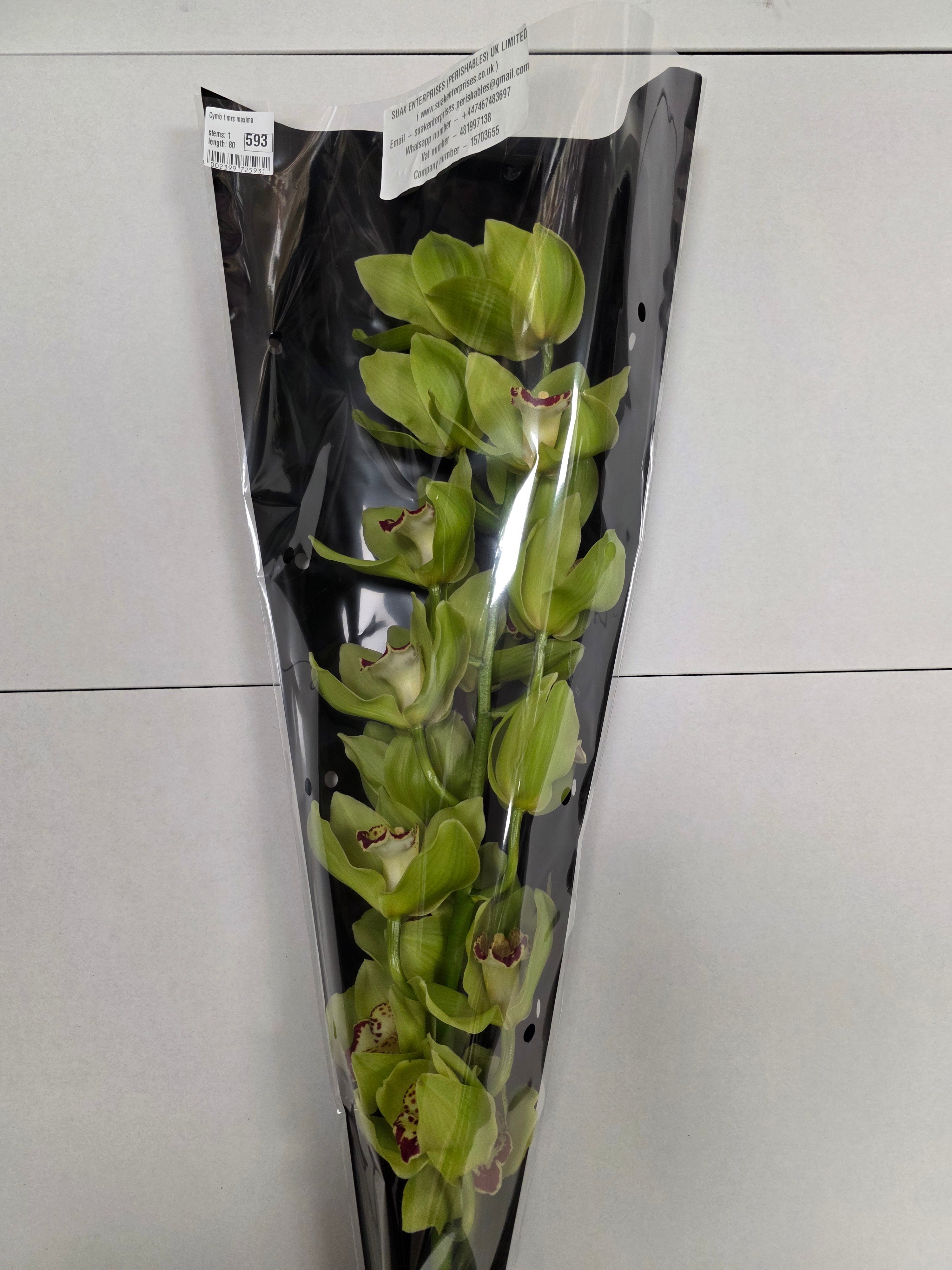 Farm Fresh Orchid/Cymbidium Tak Mrs Maxima (Bunch of 1 stems, Length 80cm)