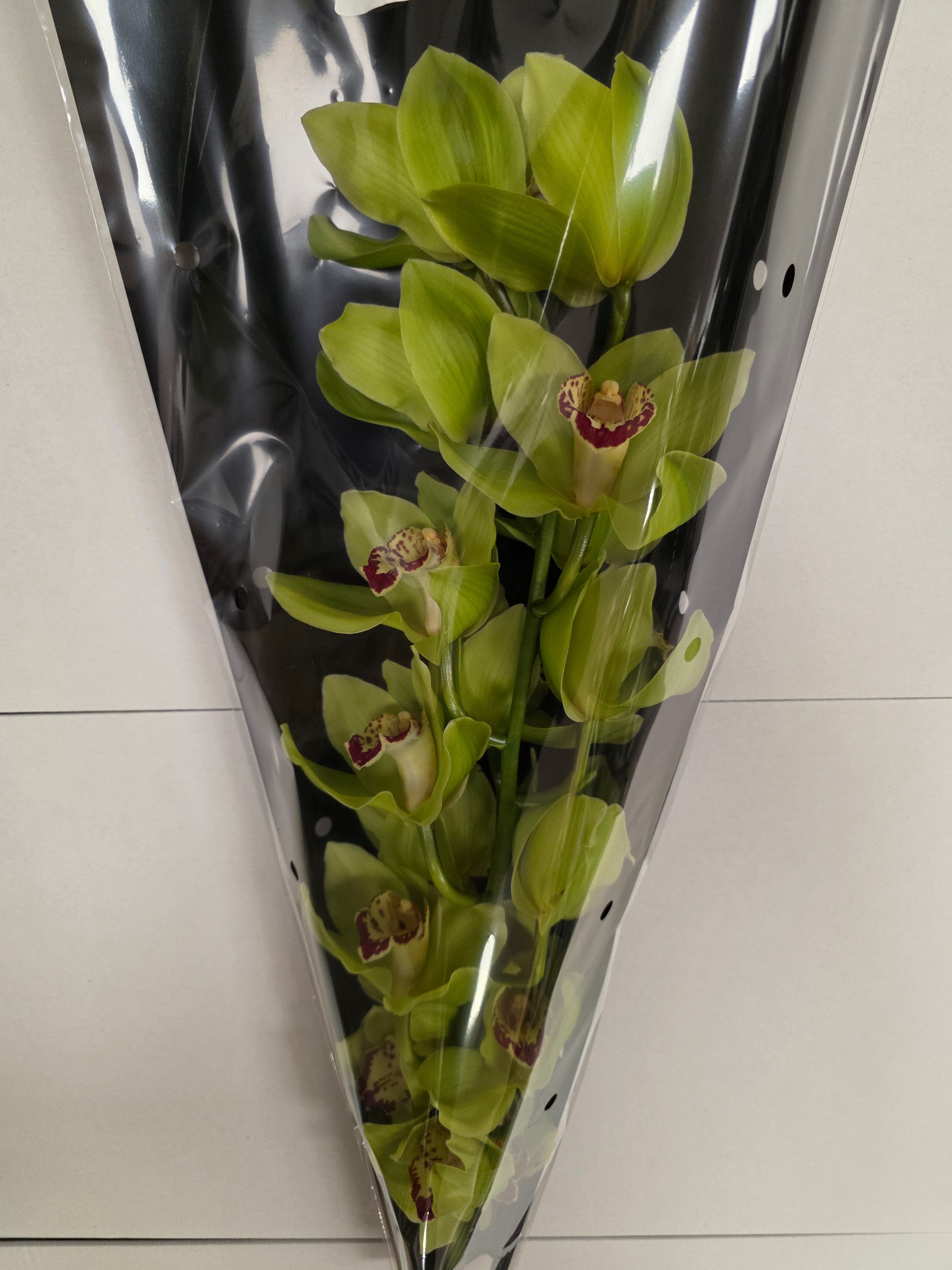 Farm Fresh Orchid/Cymbidium Tak Mrs Maxima (Bunch of 1 stems, Length 80cm)