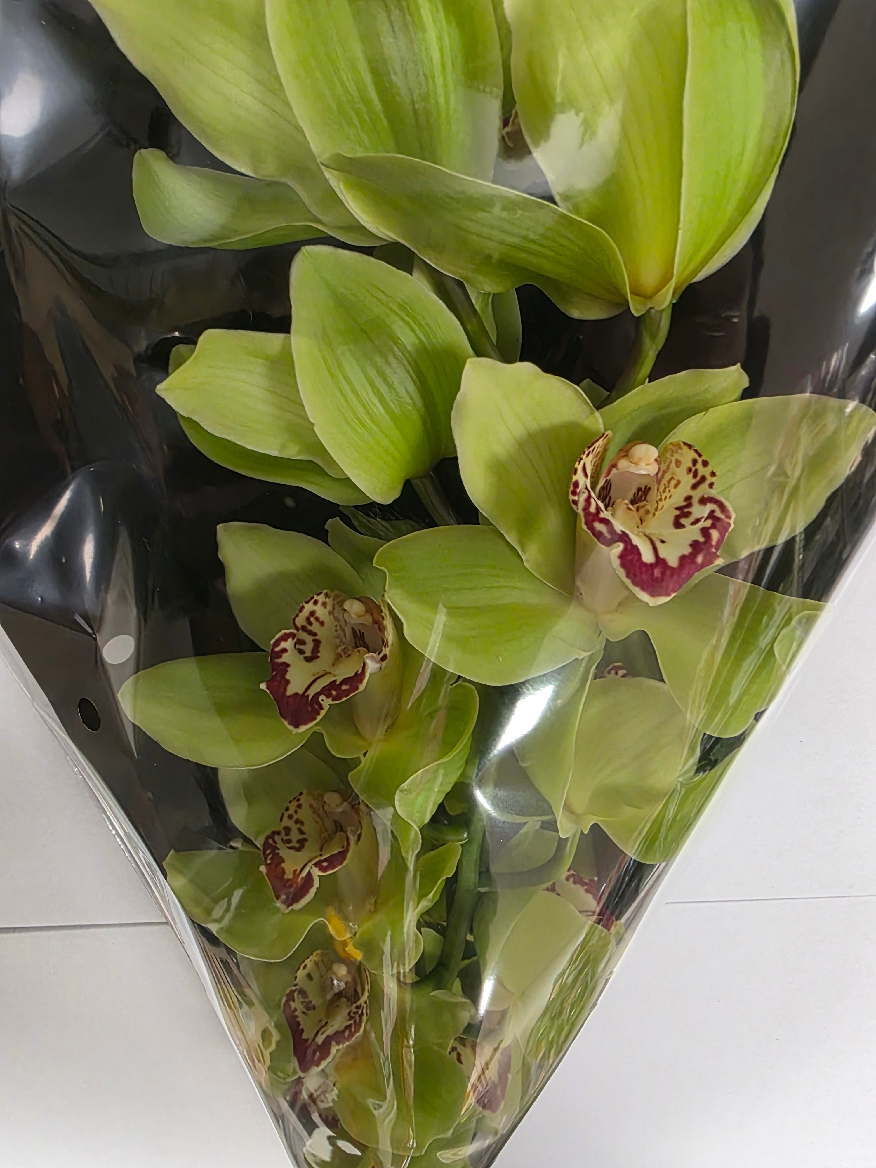 Farm Fresh Orchid/Cymbidium Tak Mrs Maxima (Bunch of 1 stems, Length 80cm)