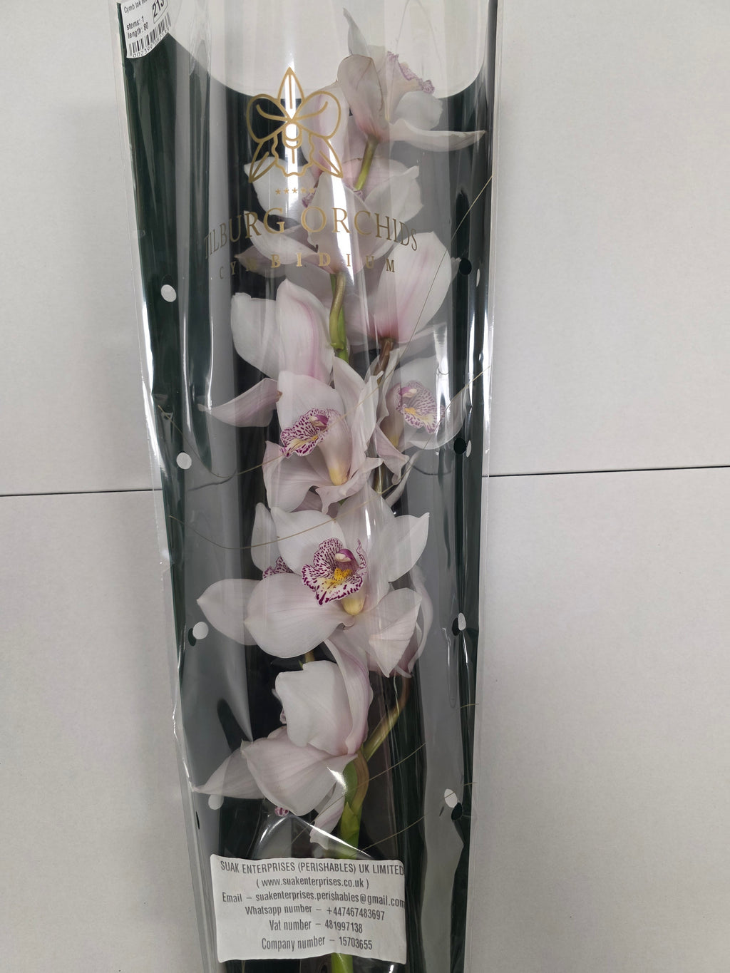 Farm Fresh Orchid/Cymbidium Tak Noorderlich (Bunch of 1 stems, Length 80cm)