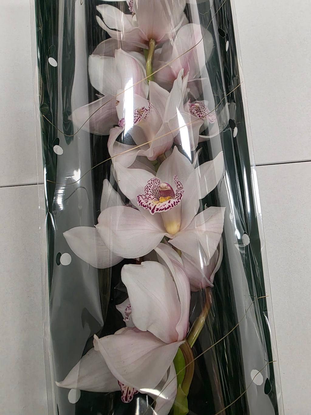 Farm Fresh Orchid/Cymbidium Tak Noorderlich (Bunch of 1 stems, Length 80cm)