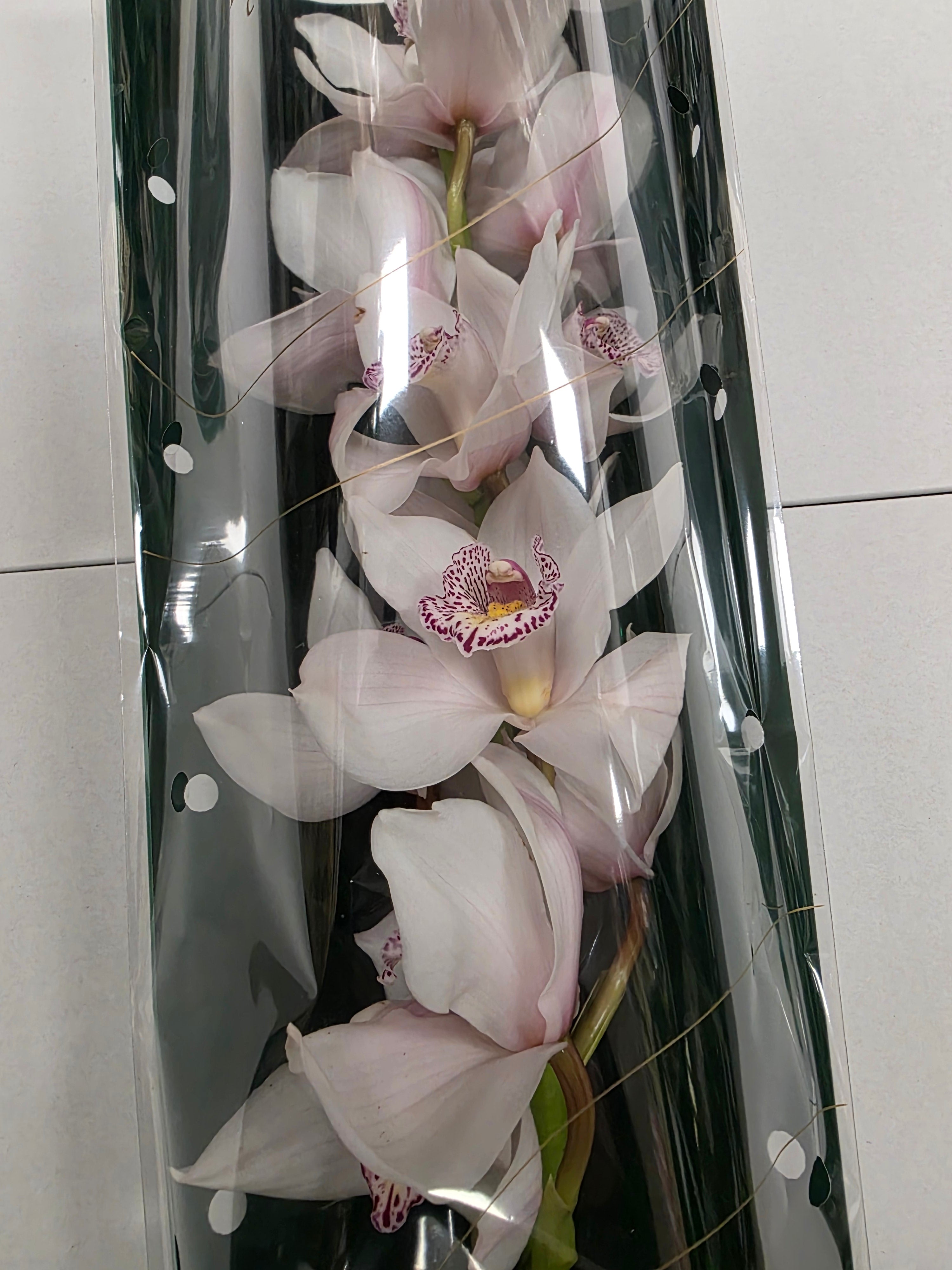 Farm Fresh Orchid/Cymbidium Tak Noorderlich (Bunch of 1 stems, Length 80cm)