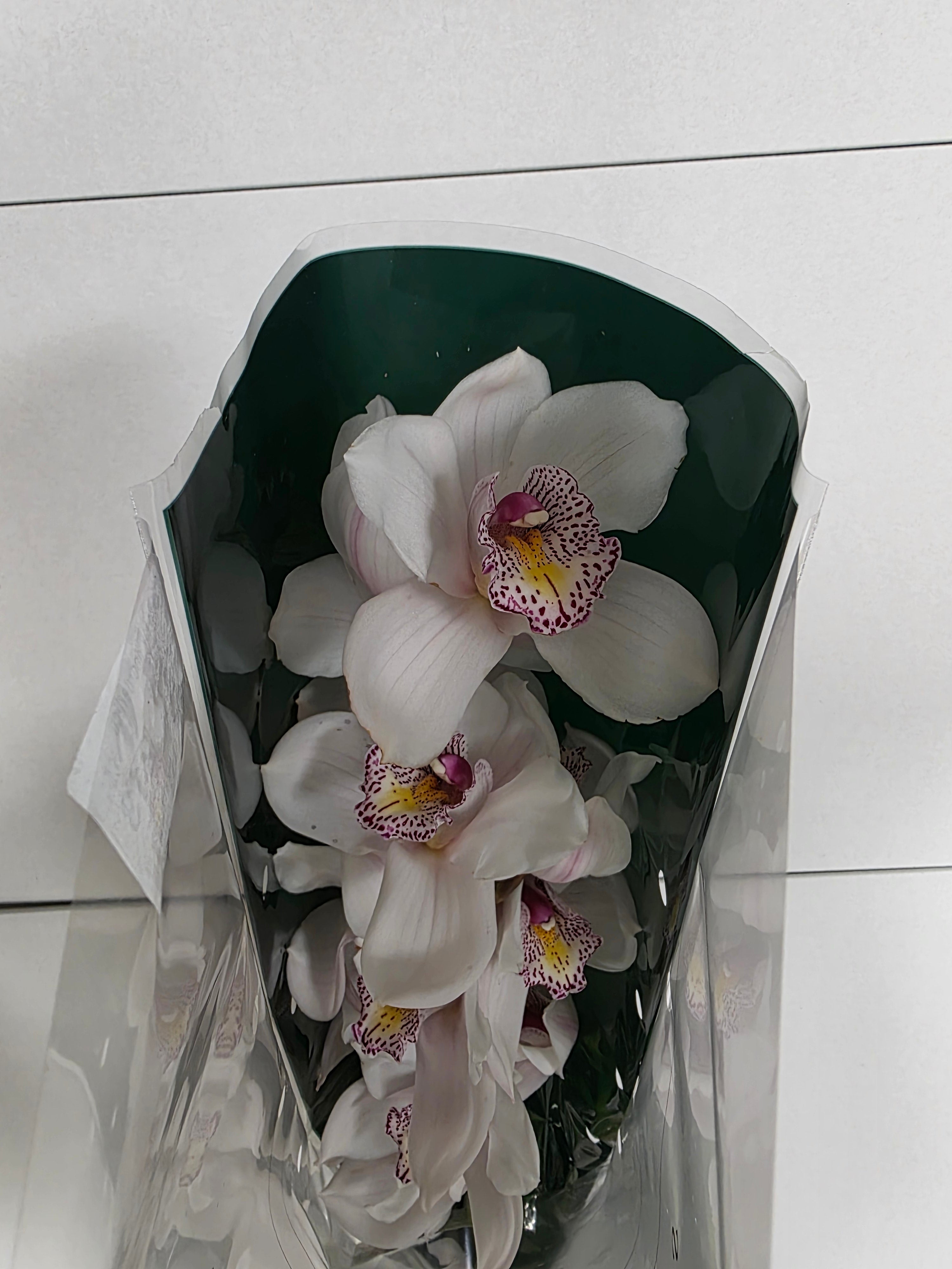 Farm Fresh Orchid/Cymbidium Tak Noorderlich (Bunch of 1 stems, Length 80cm)
