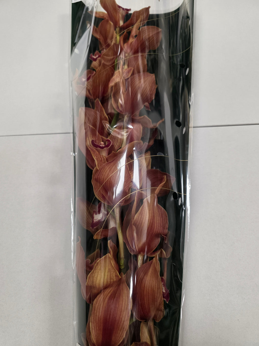 Farm Fresh Orchid/Cymbidium T Oranj Holland(Bunch of 1 stem, Length 70cm)