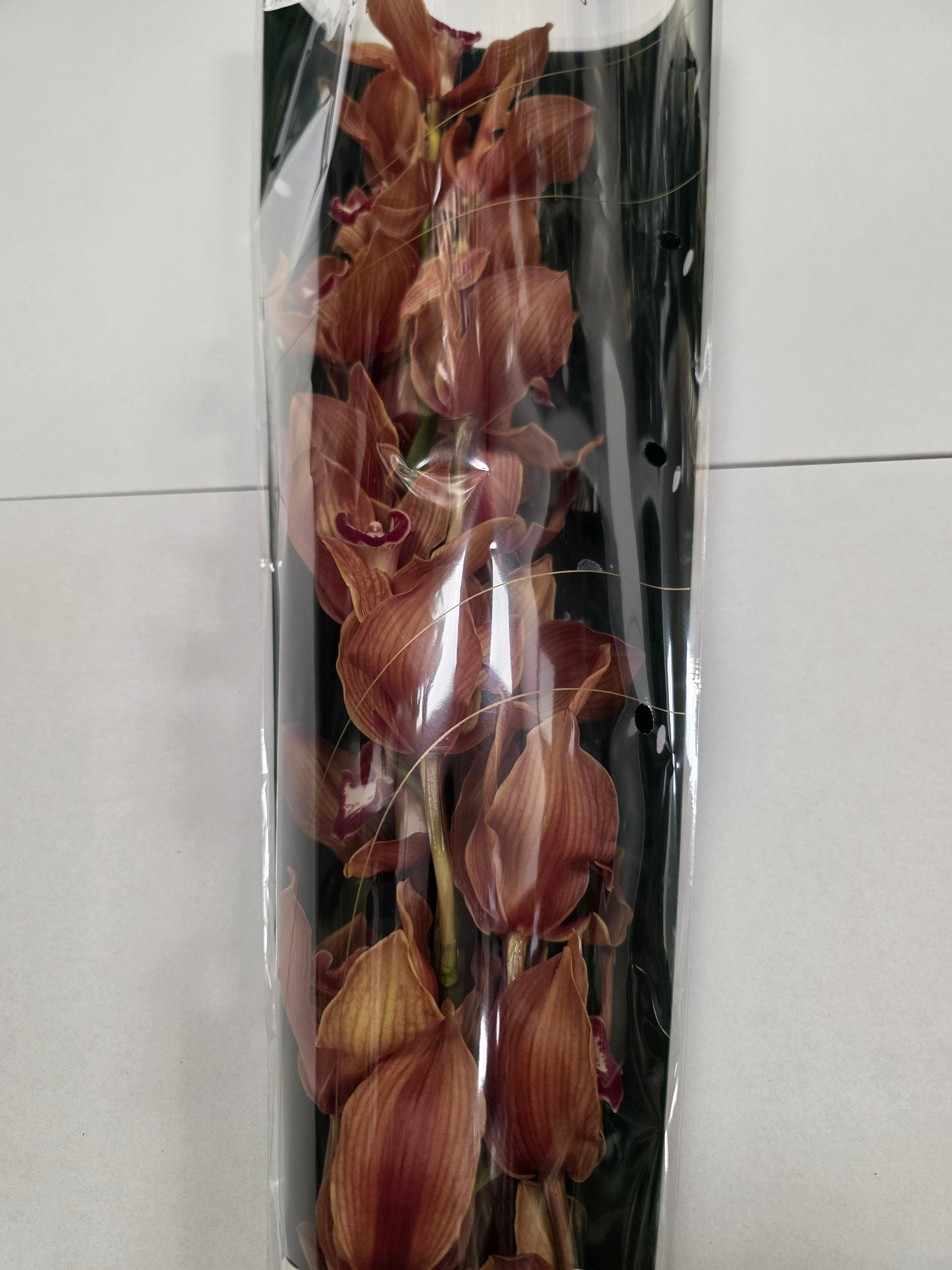 Farm Fresh Orchid/Cymbidium T Oranj Holland(Bunch of 1 stem, Length 70cm)