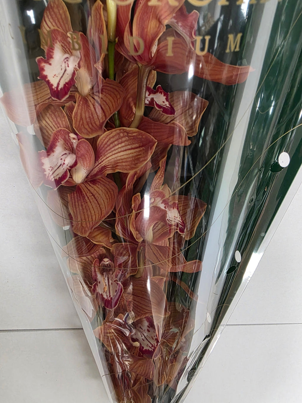 Farm Fresh Orchid/Cymbidium Tak Oranj Holland (Bunch of 1 stems, Length 80cm)