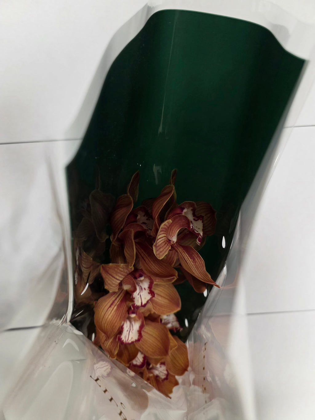 Farm Fresh Orchid/Cymbidium Tak Oranj Holland (Bunch of 1 stems, Length 80cm)