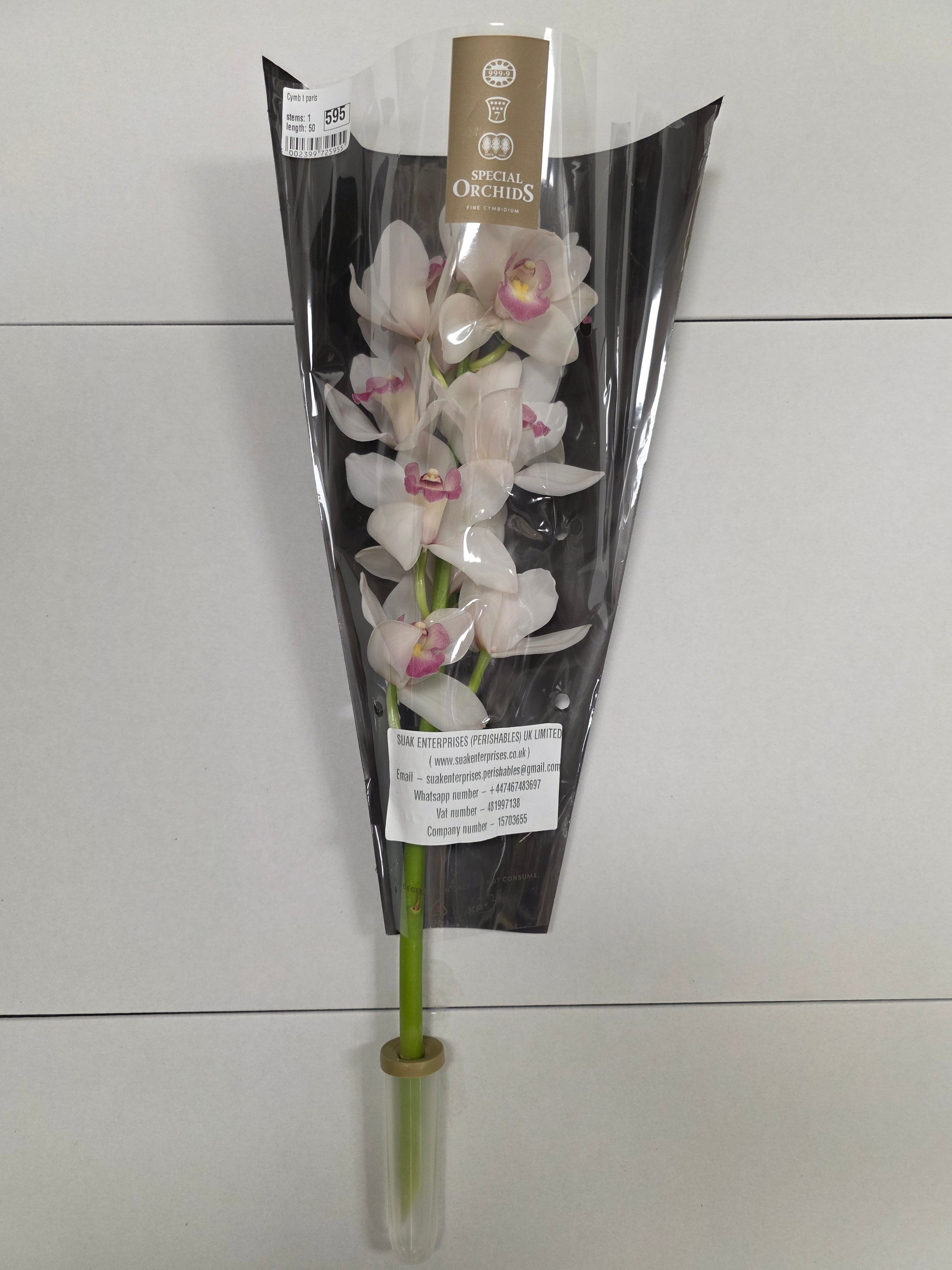 Farm Fresh Orchid/Cymbidium Tak Paris (Bunch of 1 stems, Length 50cm)