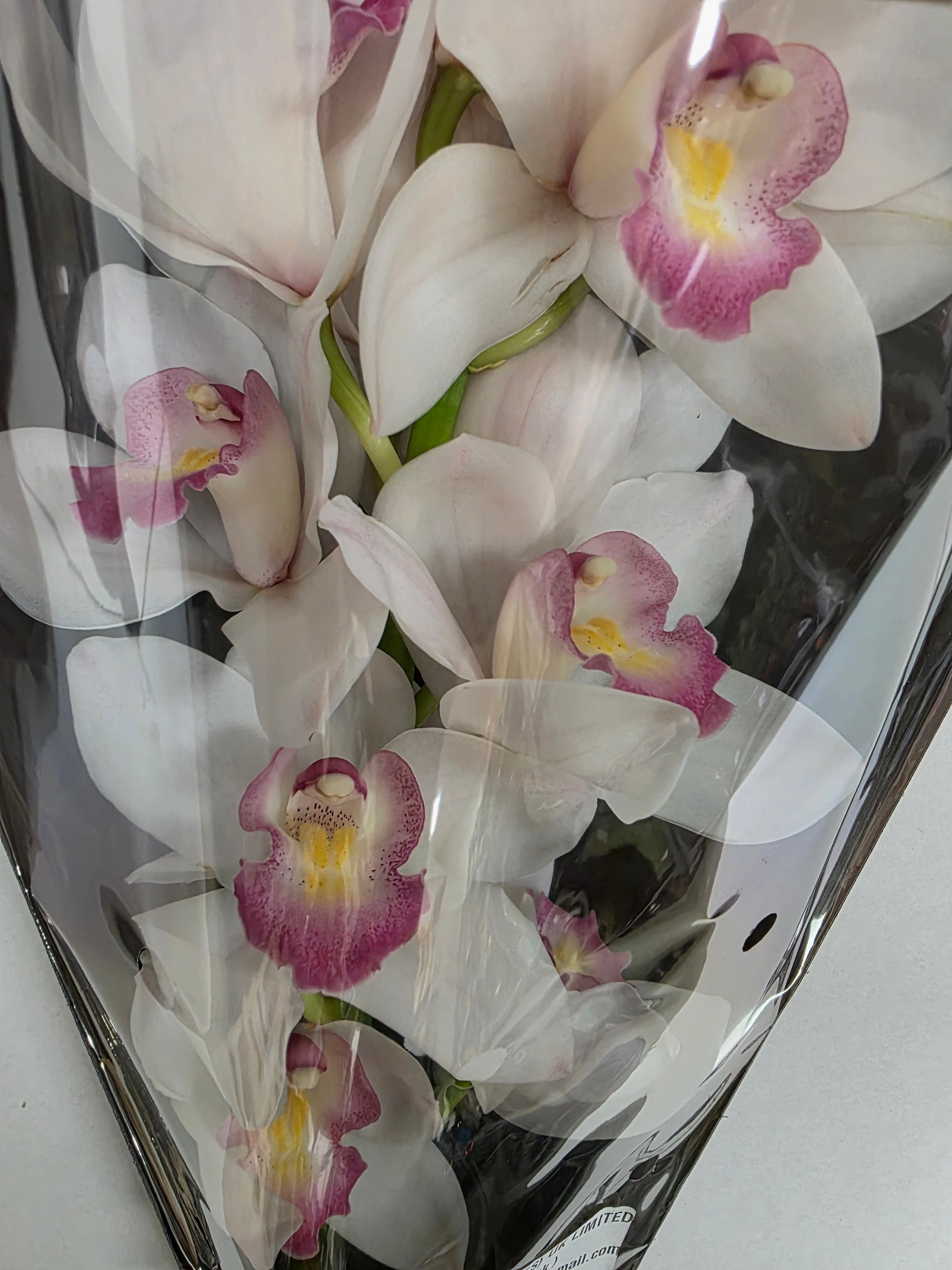 Farm Fresh Orchid/Cymbidium Tak Paris (Bunch of 1 stems, Length 50cm)