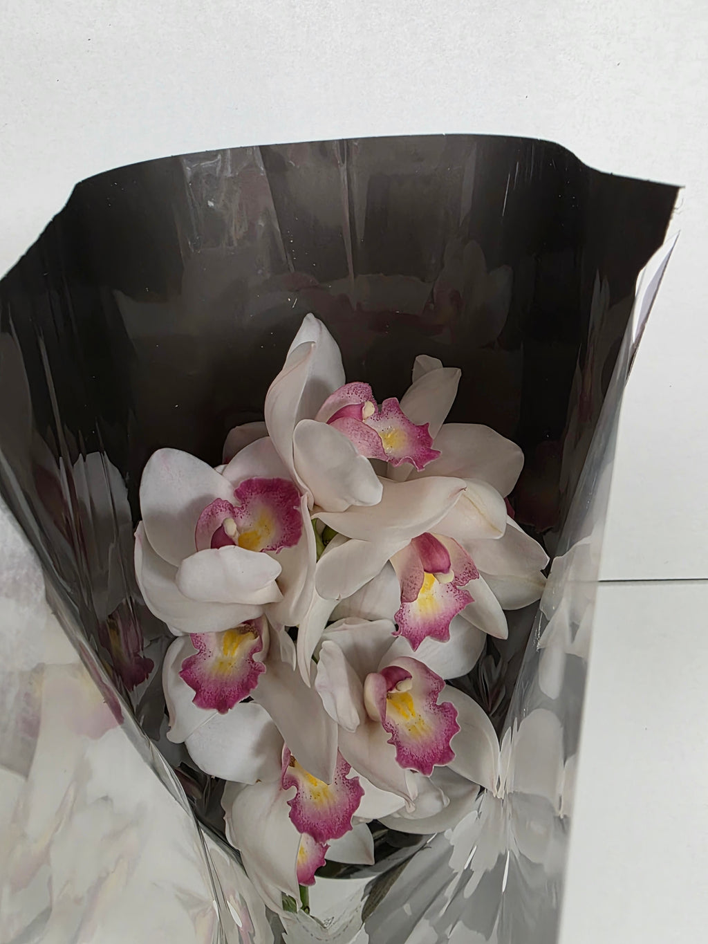 Farm Fresh Orchid/Cymbidium Tak Paris (Bunch of 1 stems, Length 50cm)