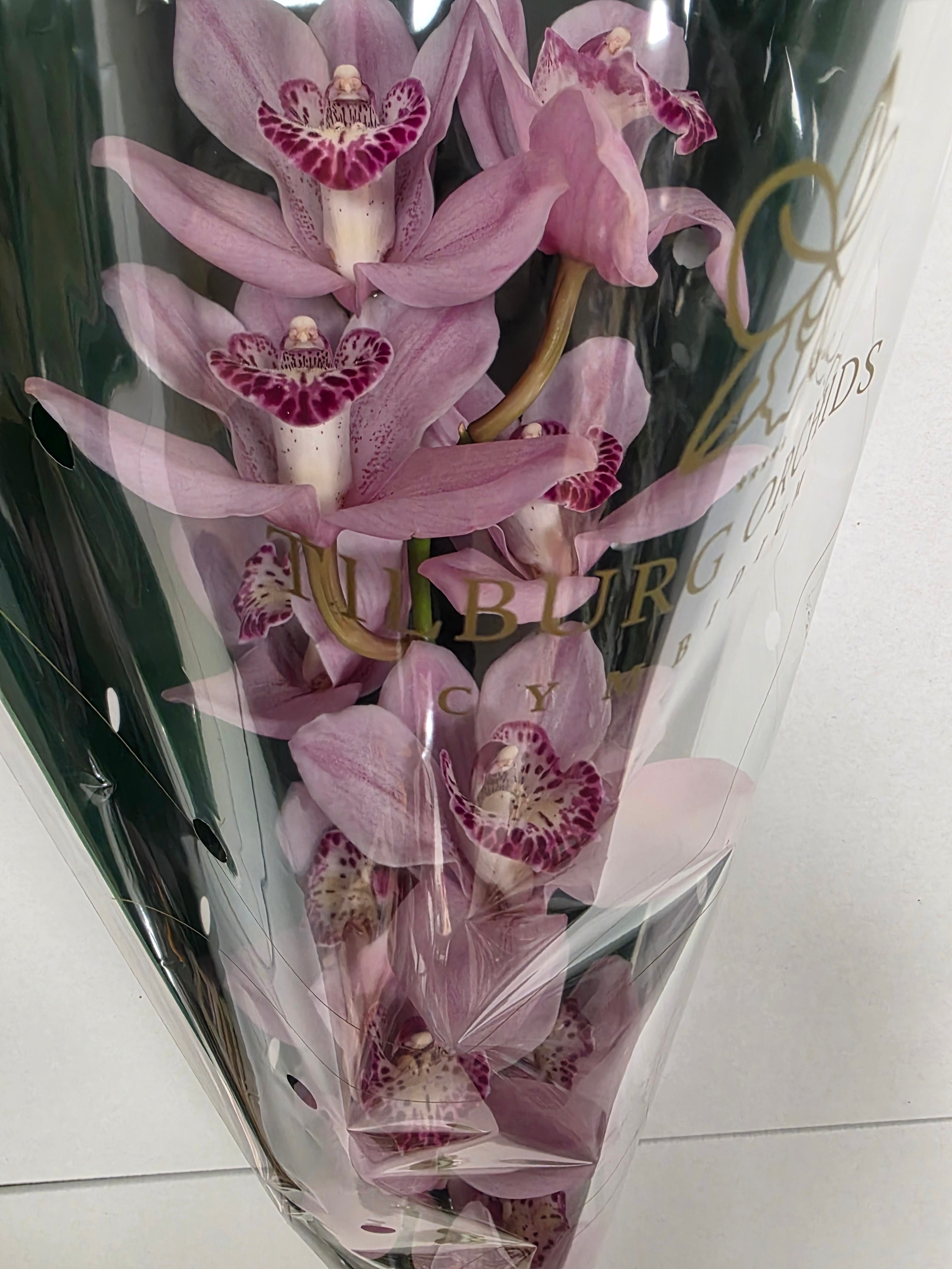 Farm Fresh Orchid/Cymbidium Tak Pink Briljant (Bunch of 1 stems, Length 60cm)