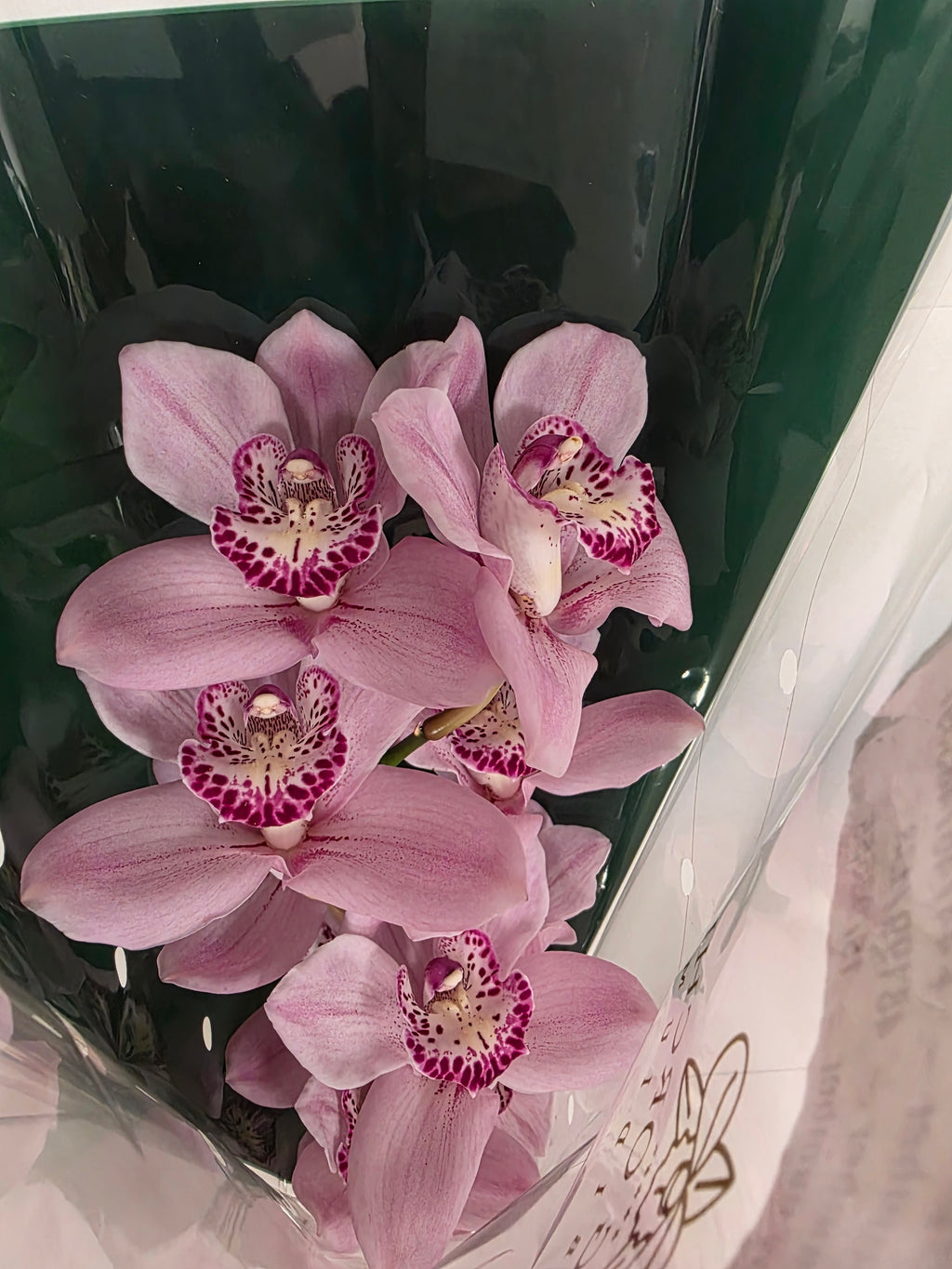 Farm Fresh Orchid/Cymbidium Tak Pink Briljant (Bunch of 1 stems, Length 60cm)