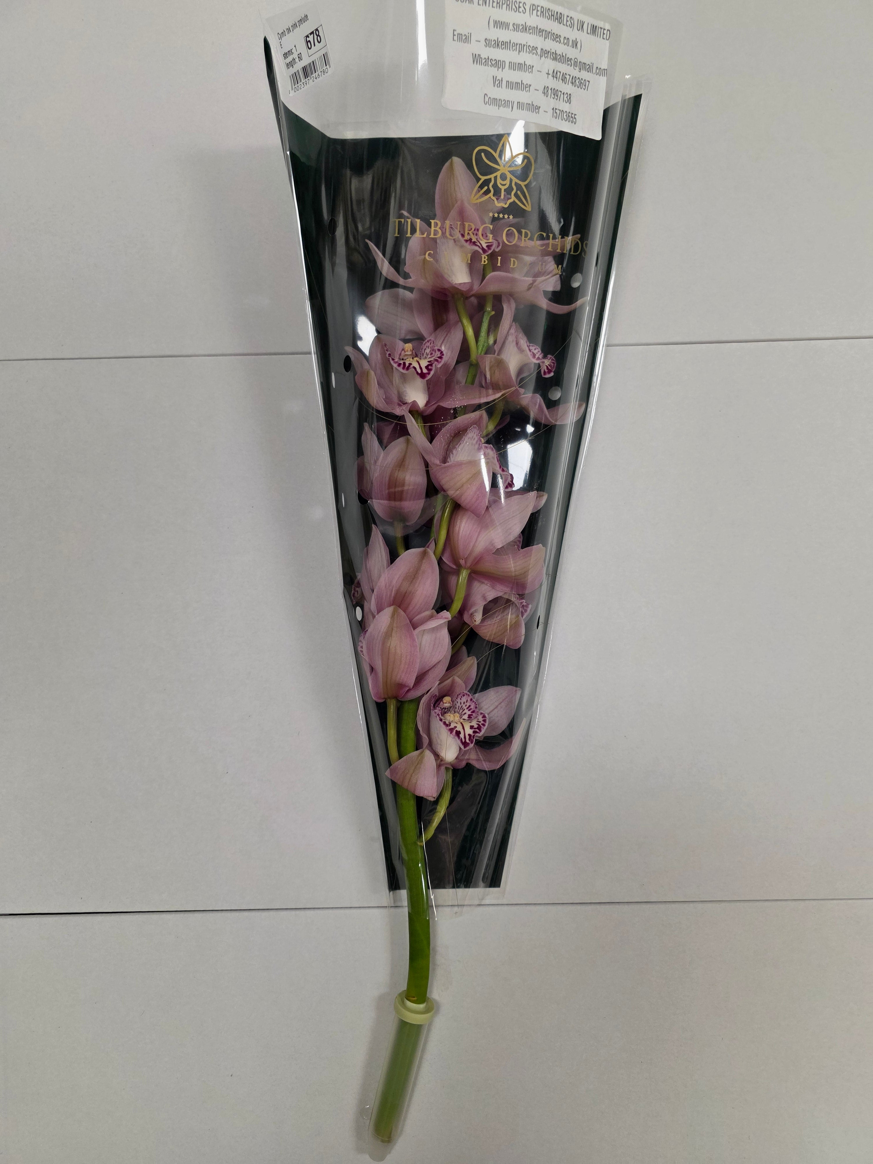 Farm Fresh Orchid/Cymbidium Tak Pink Prelude (Bunch of 1 stems, Length 60cm)