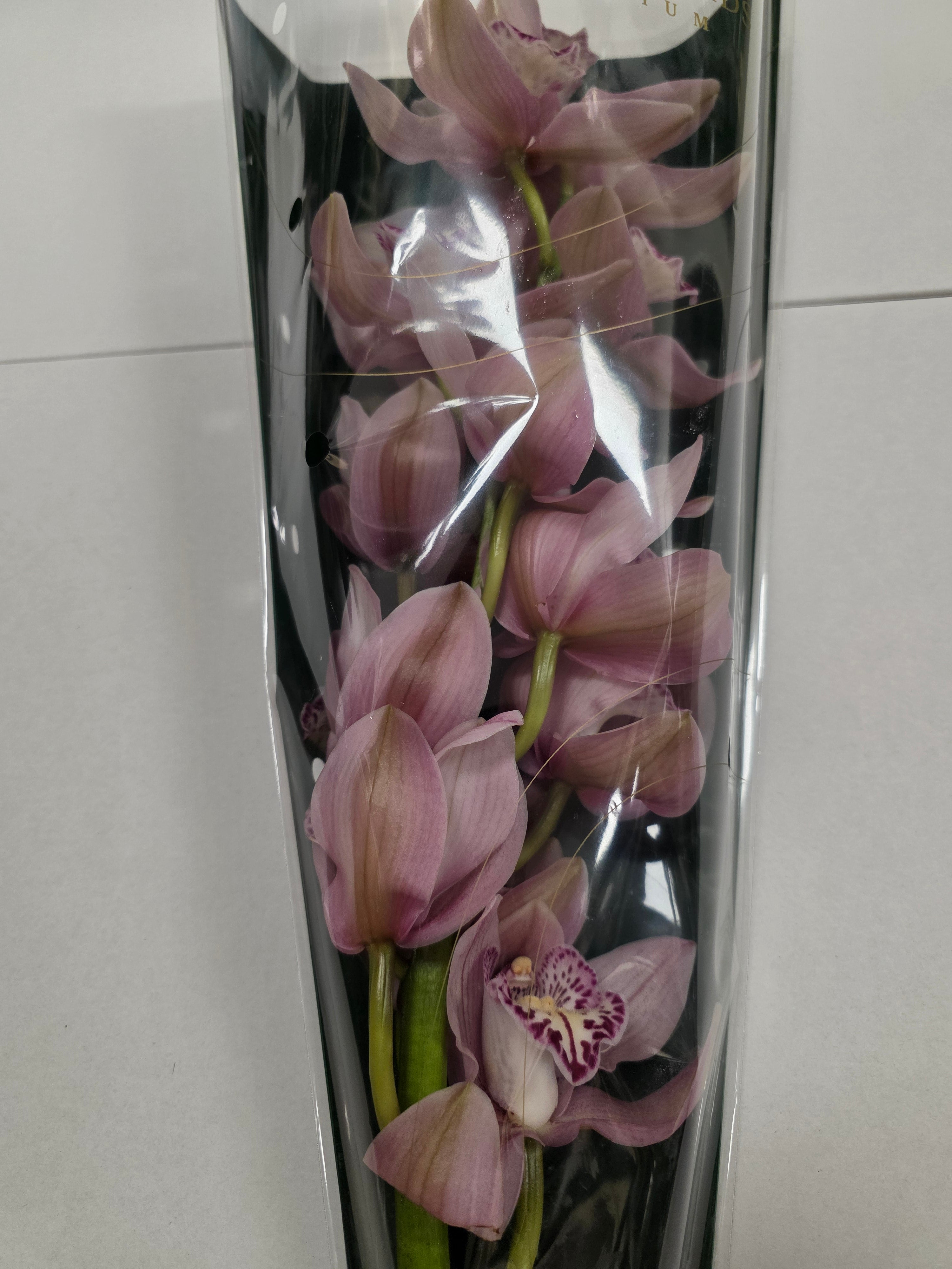 Farm Fresh Orchid/Cymbidium Tak Pink Prelude (Bunch of 1 stems, Length 60cm)