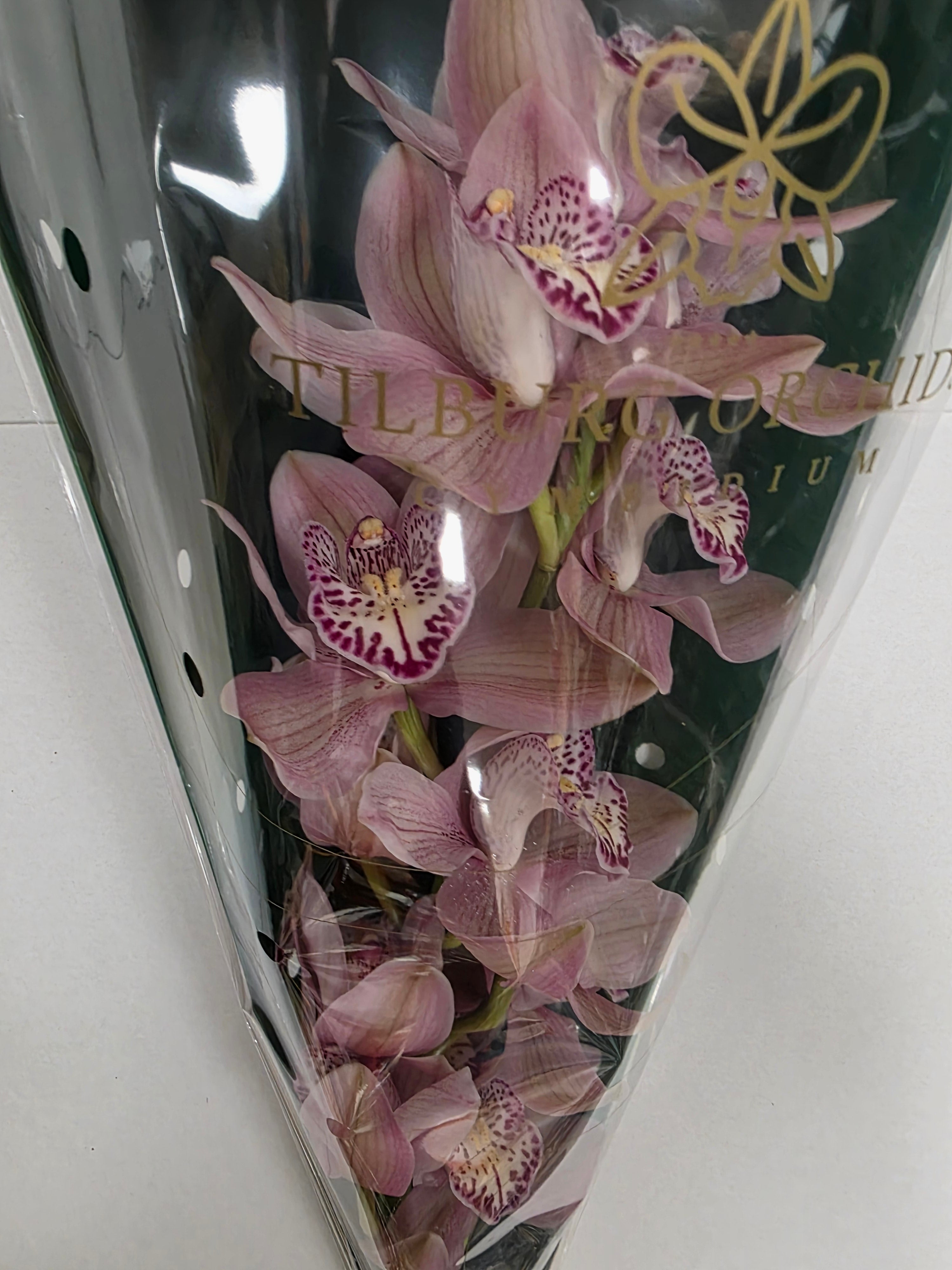 Farm Fresh Orchid/Cymbidium Tak Pink Prelude (Bunch of 1 stems, Length 60cm)