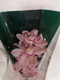 Farm Fresh Orchid/Cymbidium Tak Pink Prelude (Bunch of 1 stems, Length 60cm)