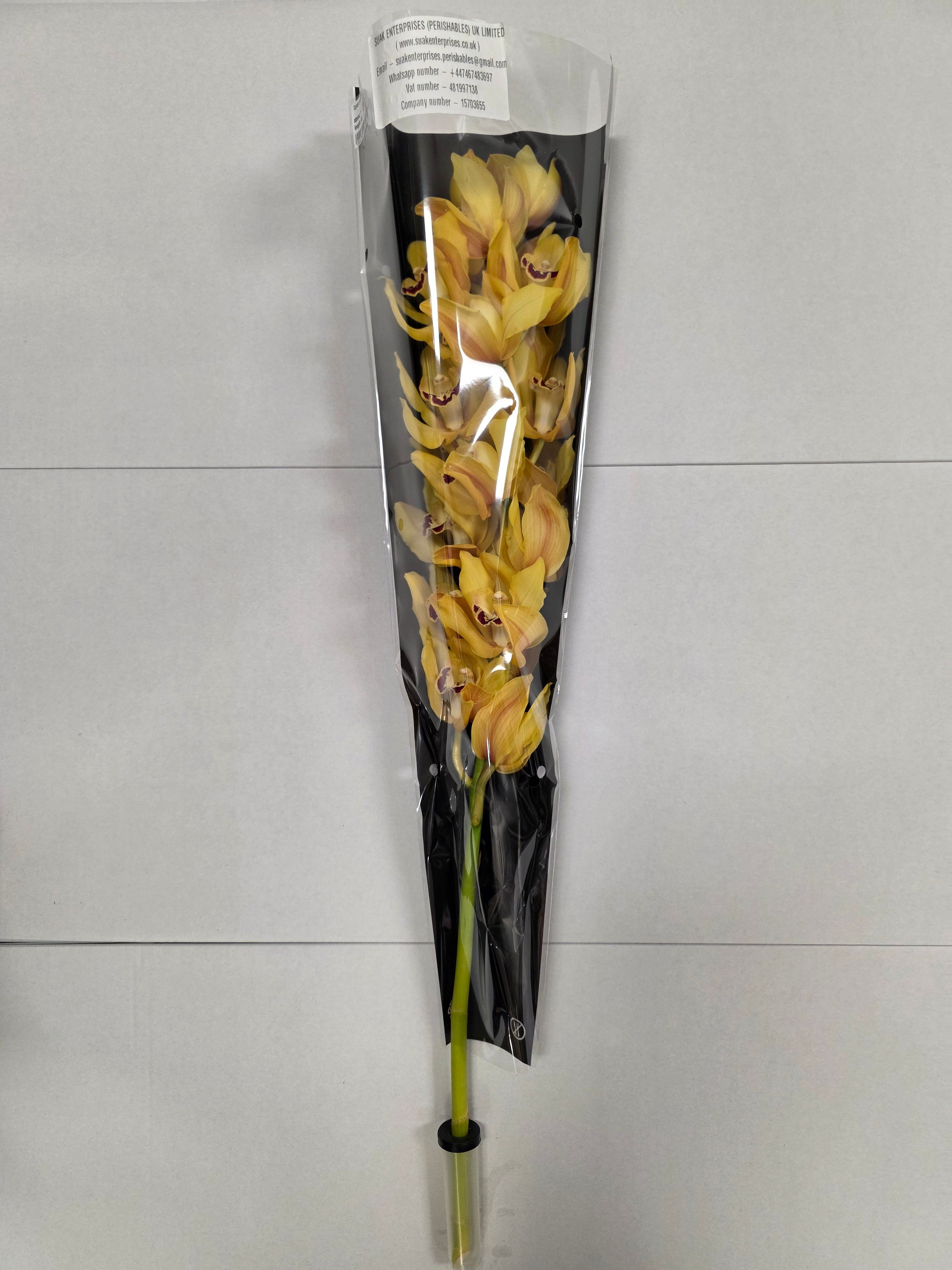 Farm Fresh Orchid/Cymbidium Tak Yellow King (Bunch of 1 stems, Length 80cm)