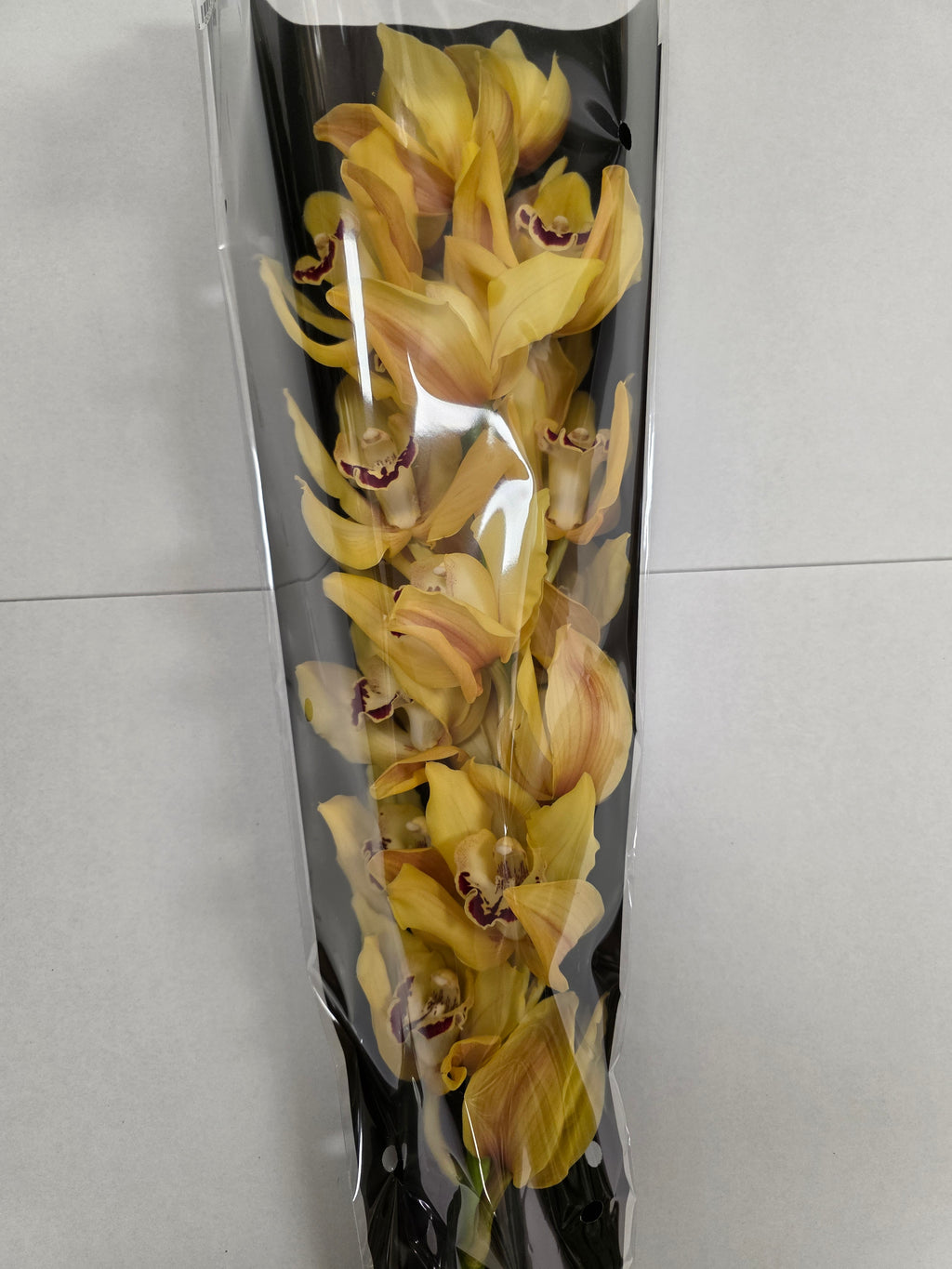 Farm Fresh Orchid/Cymbidium Tak Yellow King (Bunch of 1 stems, Length 80cm)