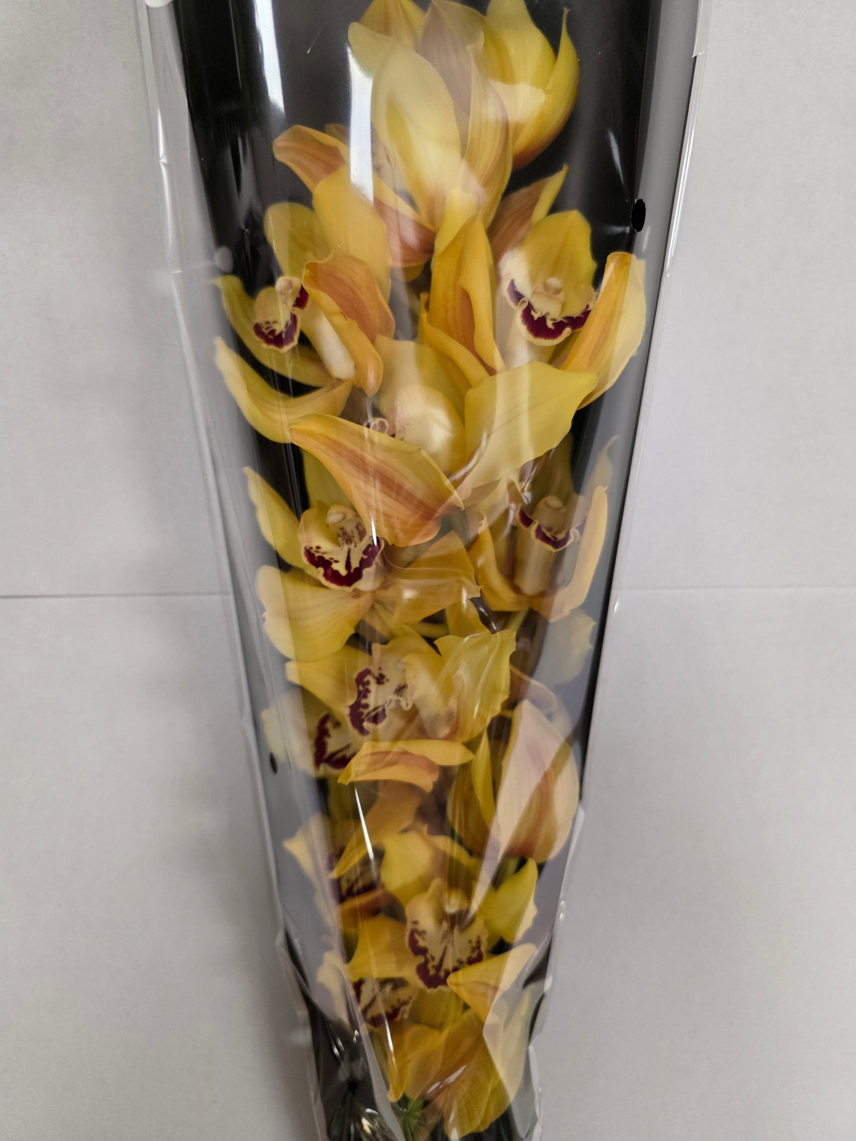 Farm Fresh Orchid/Cymbidium Tak Yellow King (Bunch of 1 stems, Length 80cm)