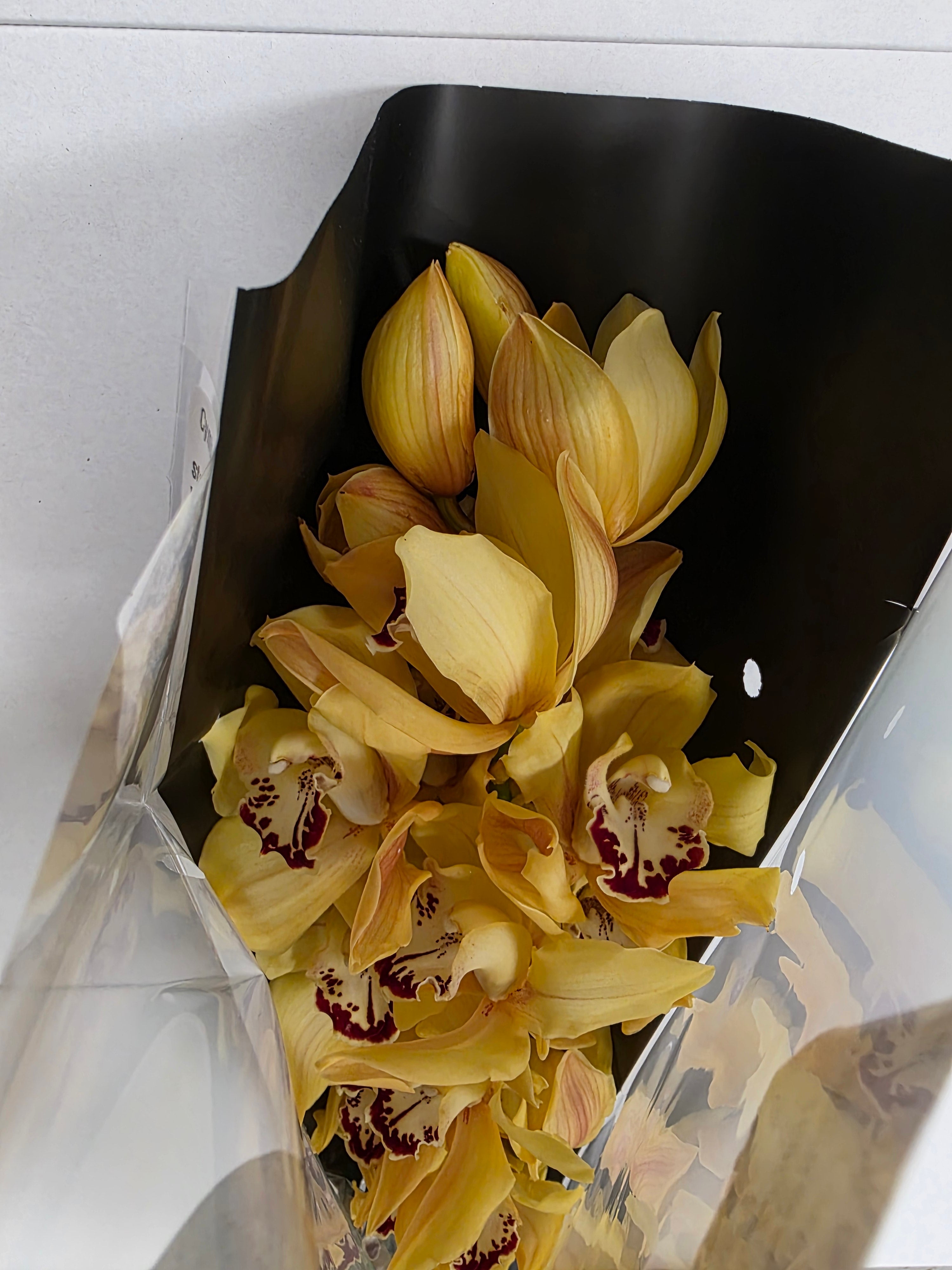 Farm Fresh Orchid/Cymbidium Tak Yellow King (Bunch of 1 stems, Length 80cm)