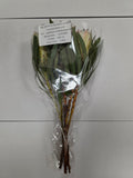 Farm Fresh Protrea White Night (Bunch of 10 stems, Length 50cm)